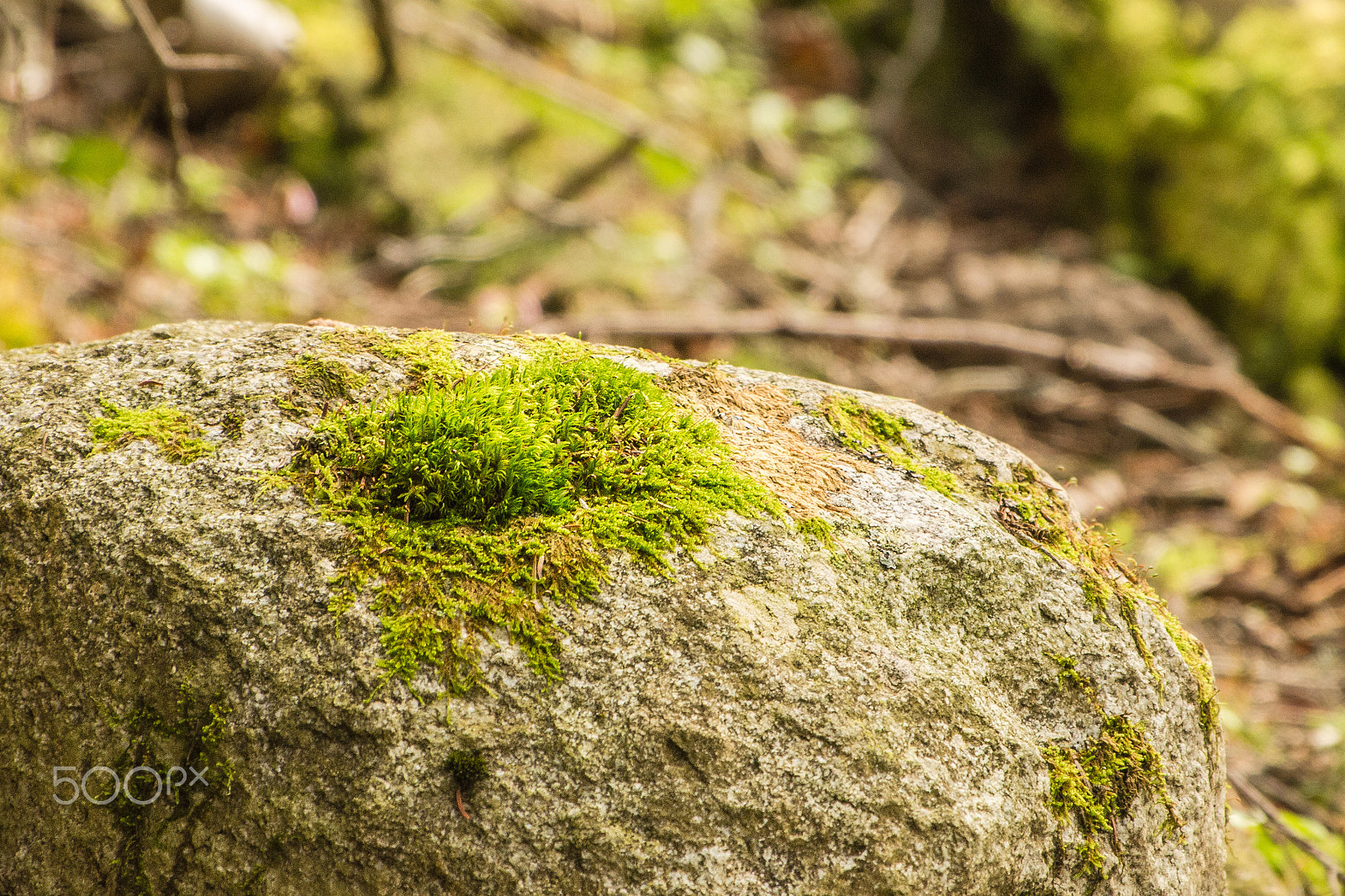 Nikon AF-S Nikkor 70-200mm F4G ED VR sample photo. Moss covers rock photography