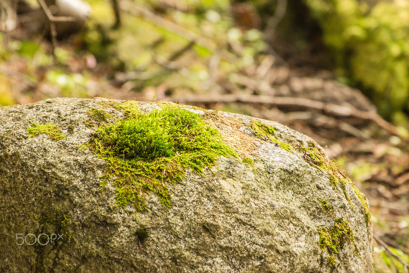 Nikon D5100 + Nikon AF-S Nikkor 70-200mm F4G ED VR sample photo. Moss covers rock photography