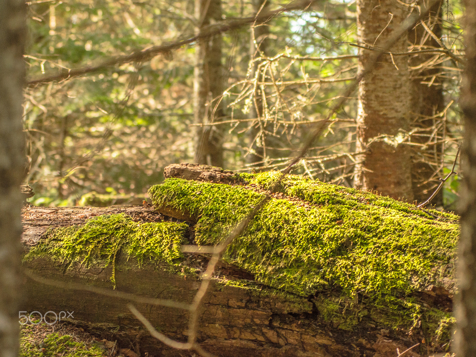 Nikon AF-S Nikkor 70-200mm F4G ED VR sample photo. Moss covers tree photography