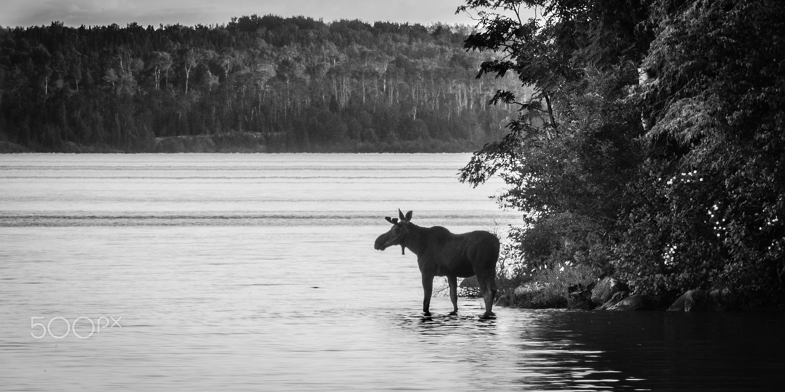 Nikon AF-S Nikkor 70-200mm F4G ED VR sample photo. Shadow moose photography