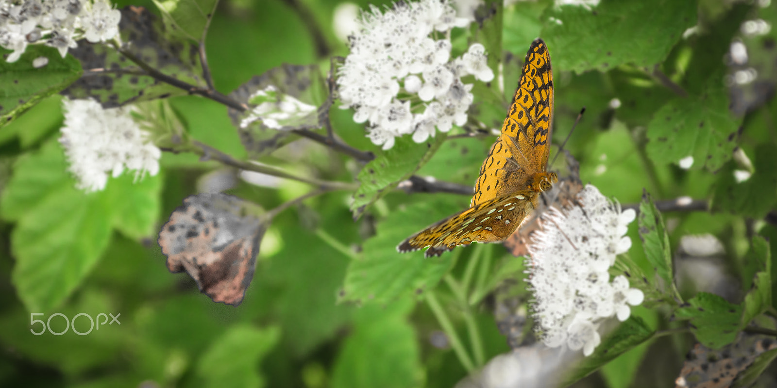 Nikon AF-S Nikkor 70-200mm F4G ED VR sample photo. Butterfly free photography