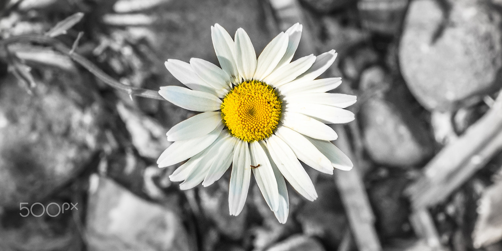Nikon AF-S Nikkor 70-200mm F4G ED VR sample photo. Daisy charm photography