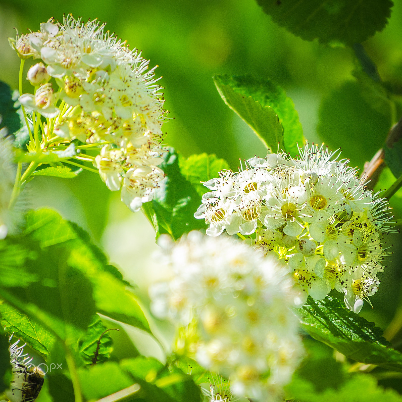 Nikon AF-S Nikkor 70-200mm F4G ED VR sample photo. Flower cluster photography