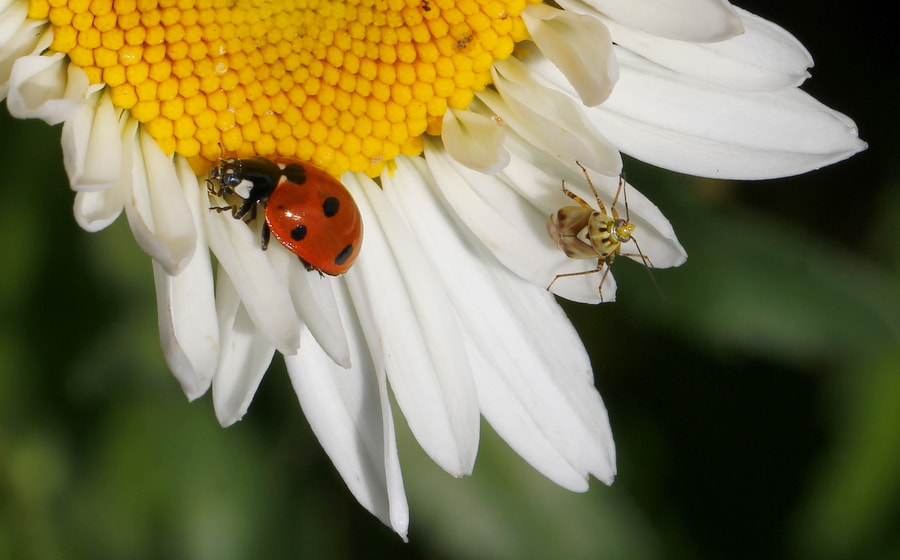 Canon EF 100mm F2.8L Macro IS USM sample photo. Spring photography