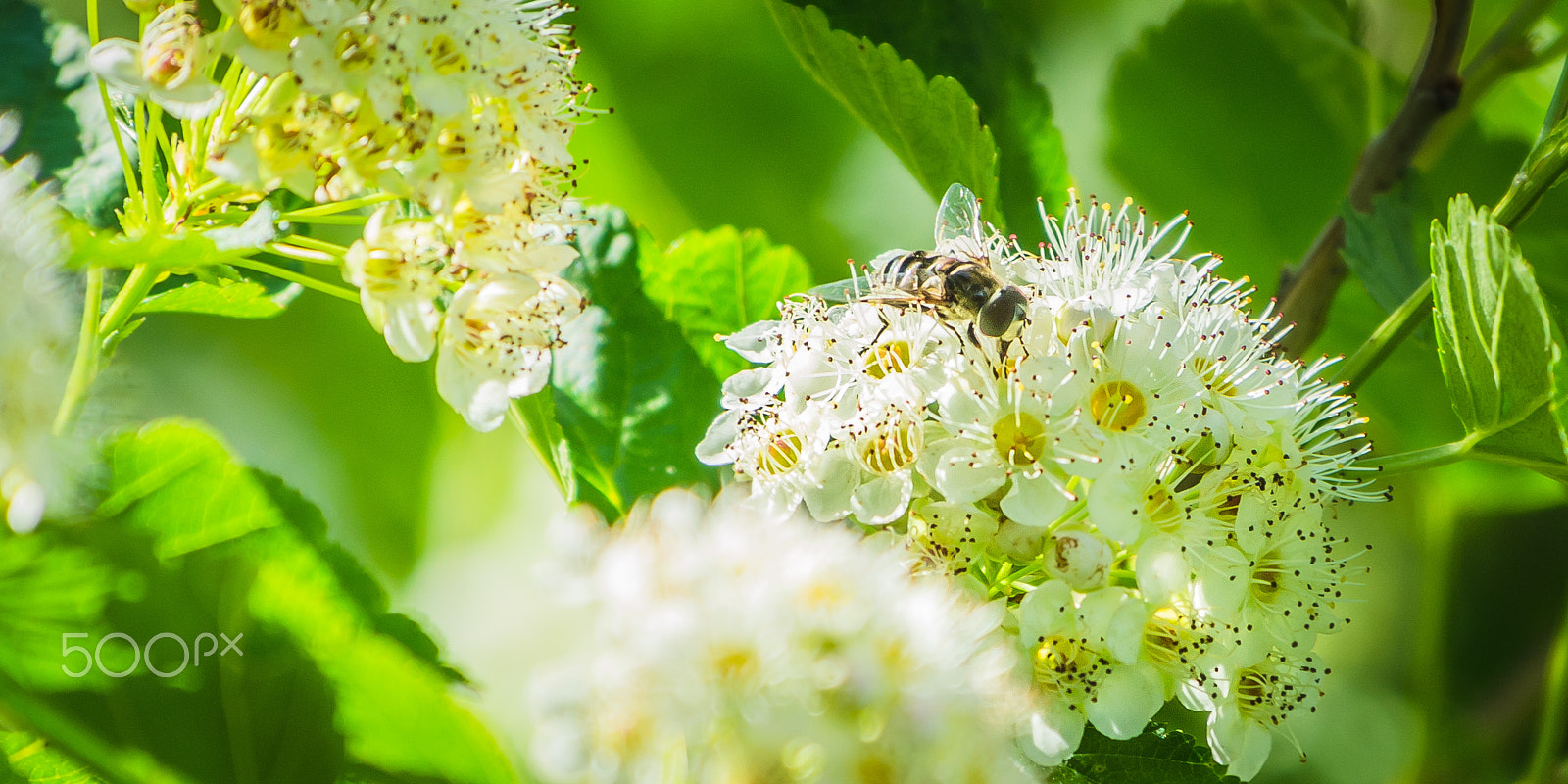 Nikon AF-S Nikkor 70-200mm F4G ED VR sample photo. Pollen pusher photography