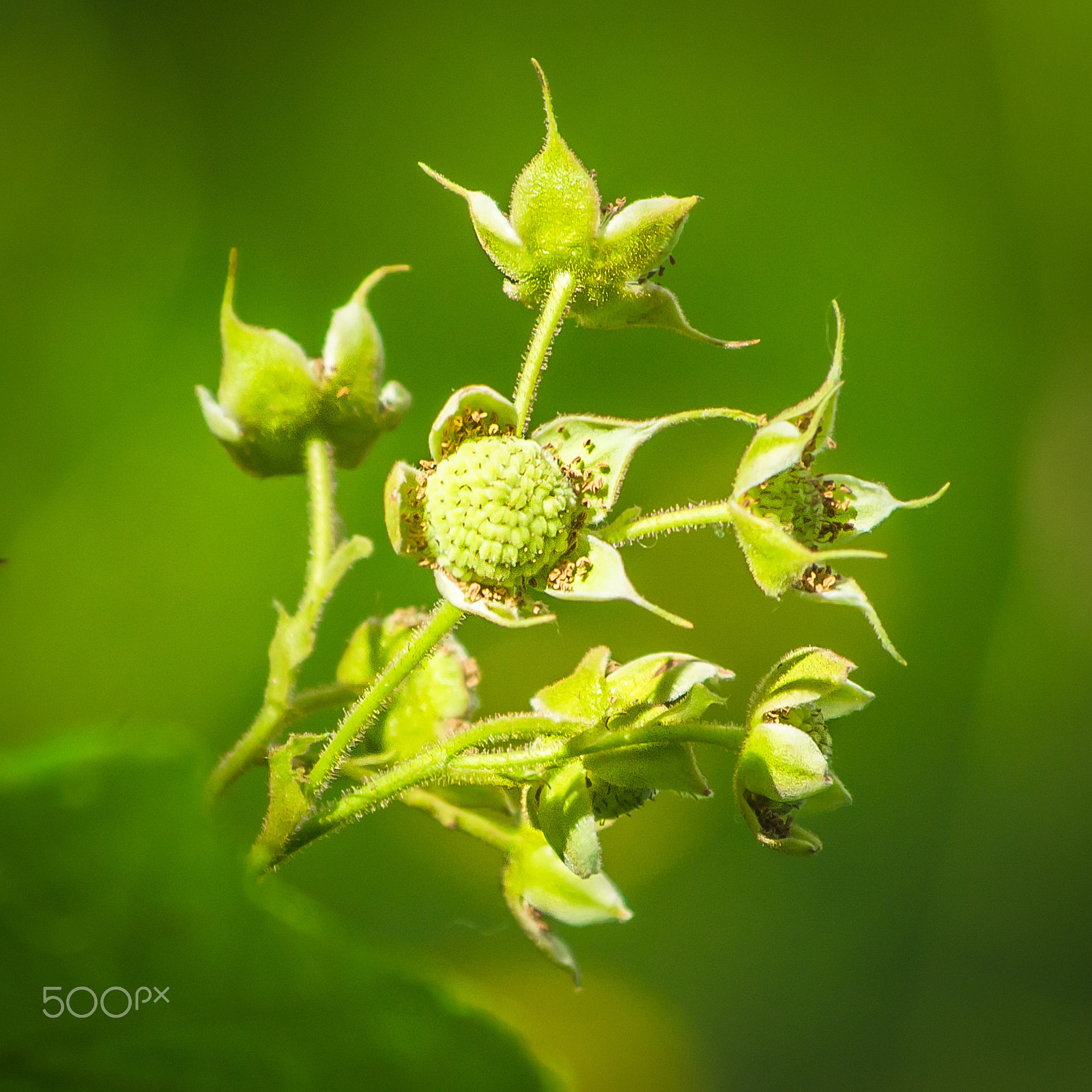 Nikon AF-S Nikkor 70-200mm F4G ED VR sample photo. Flower bomb photography
