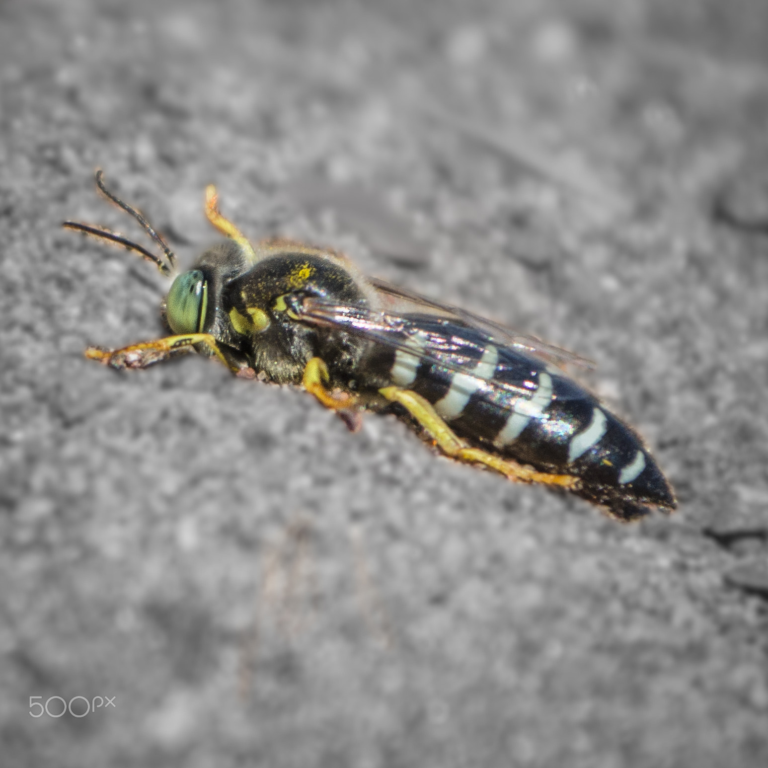 Nikon AF-S Nikkor 70-200mm F4G ED VR sample photo. Soldier down photography