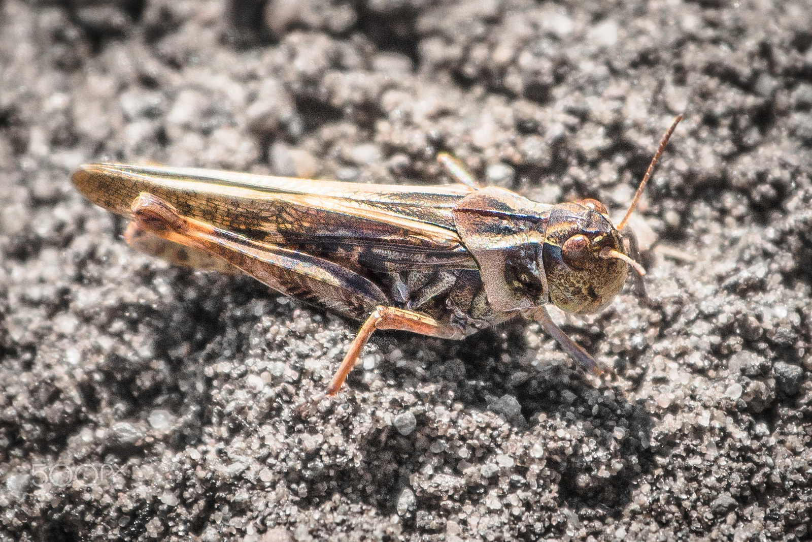 Nikon AF-S Nikkor 70-200mm F4G ED VR sample photo. Ah grasshoppa photography