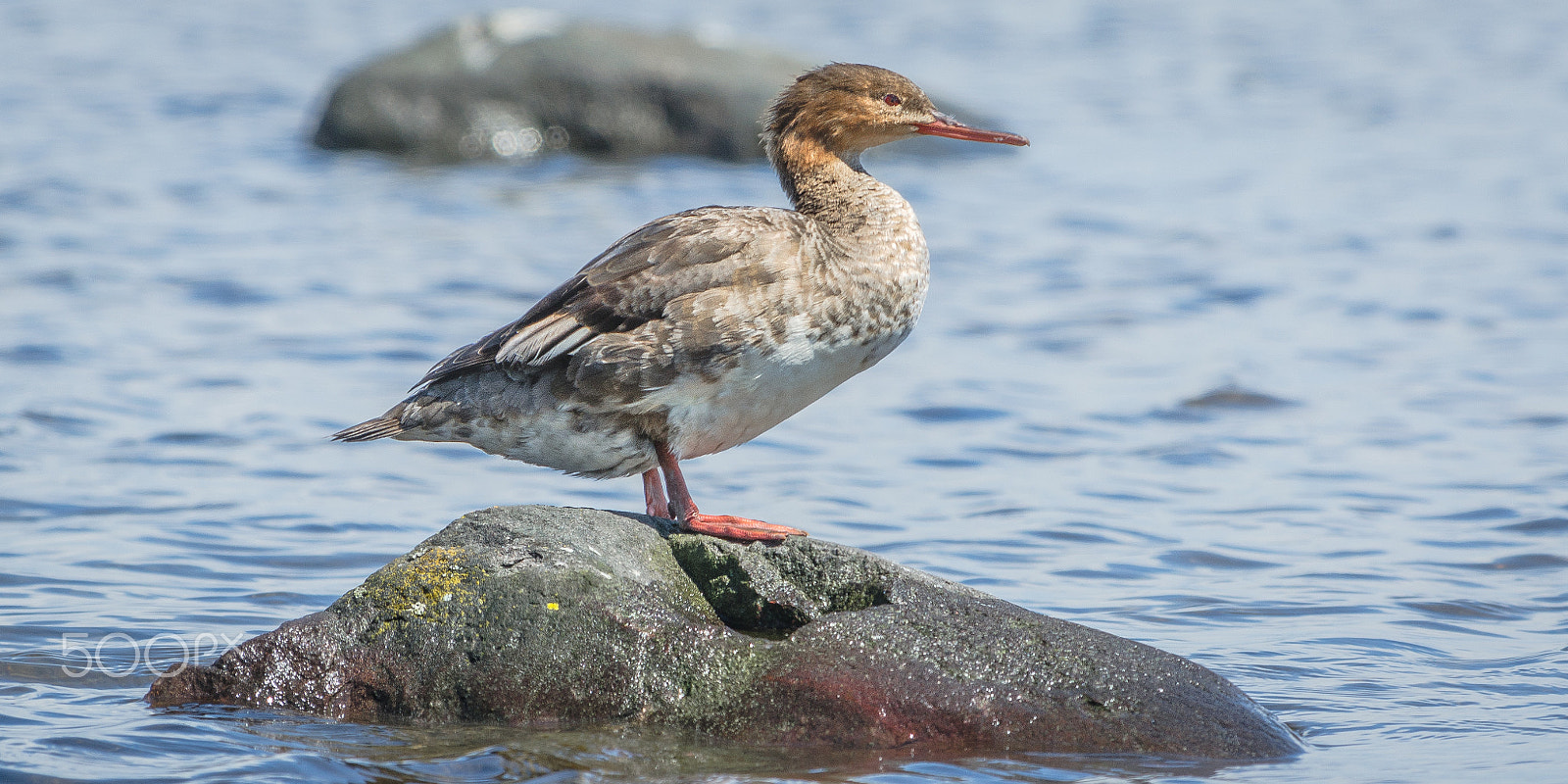 Nikon D5100 + Nikon AF-S Nikkor 70-200mm F4G ED VR sample photo. Strike a pose photography