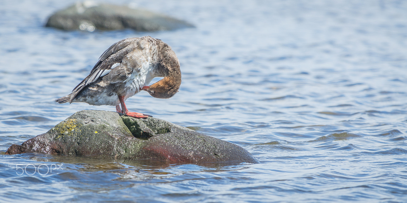 Nikon AF-S Nikkor 70-200mm F4G ED VR sample photo. Bird bath photography