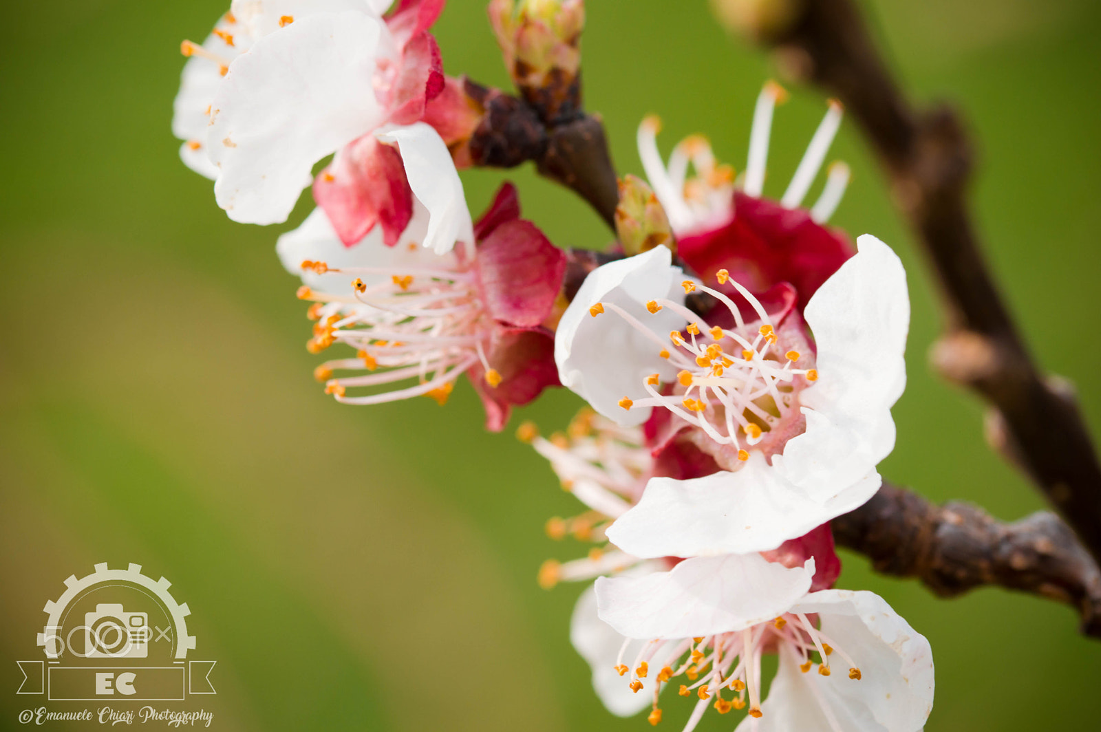 Sigma 105mm F2.8 EX DG OS HSM sample photo. Fiori a primavera photography