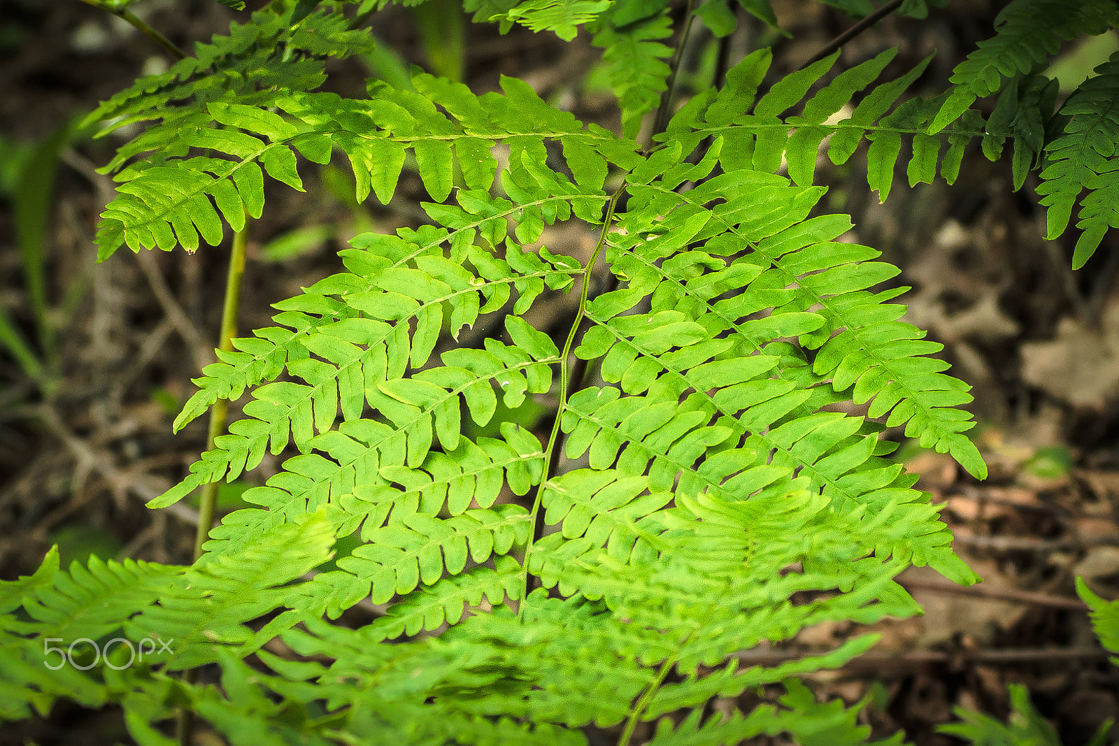 Nikon AF-S Nikkor 70-200mm F4G ED VR sample photo. Fern-gully photography