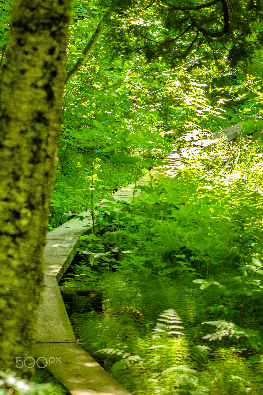 Nikon AF-S Nikkor 70-200mm F4G ED VR sample photo. The path more traveled photography