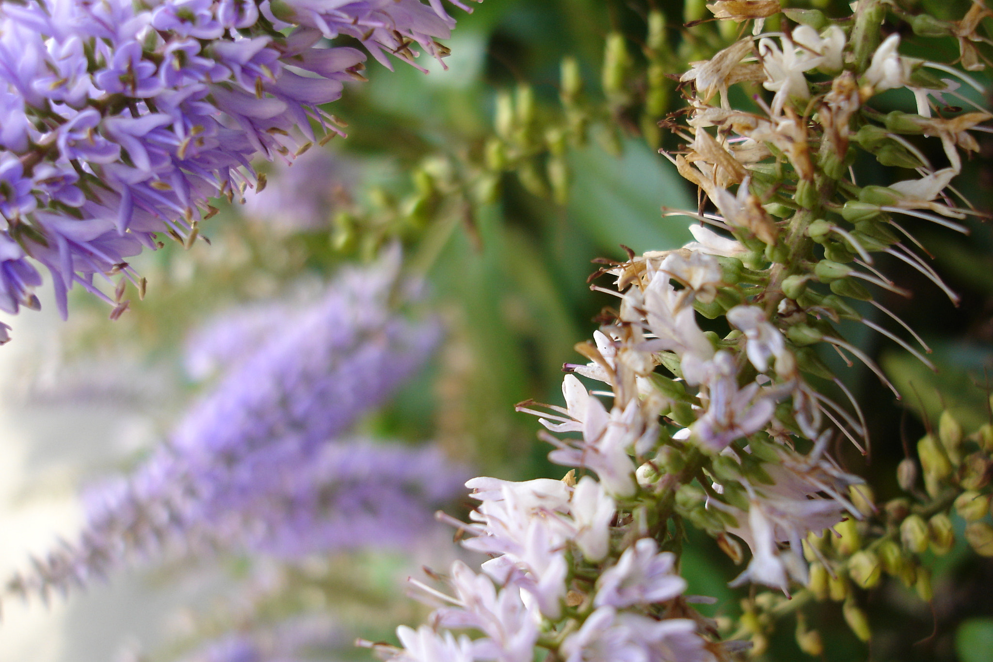 Sony DSC-W1 sample photo. Lavender? photography