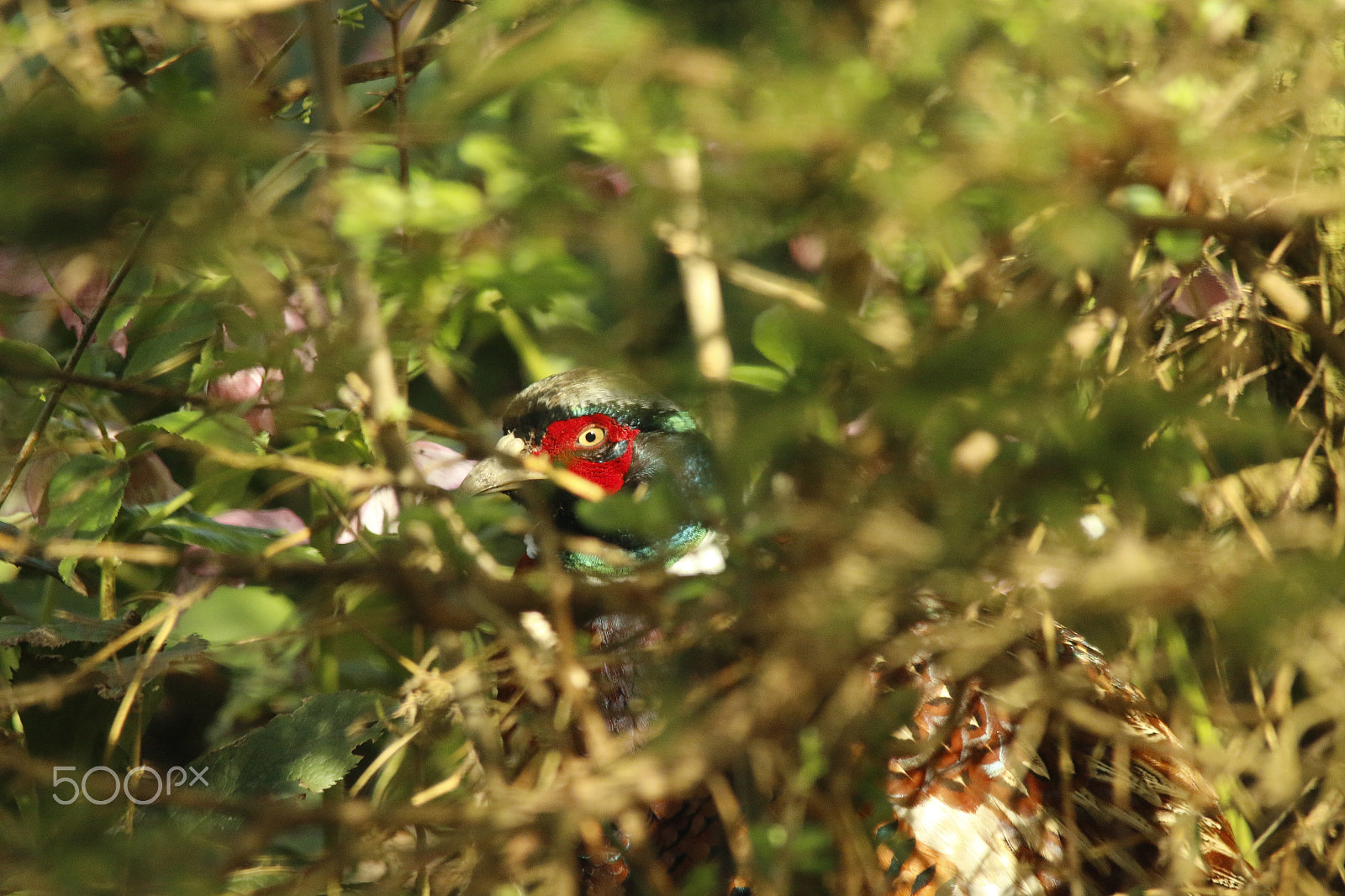 Sigma 150-500mm F5-6.3 DG OS HSM sample photo. Hiding in the bushes, i see an eye photography