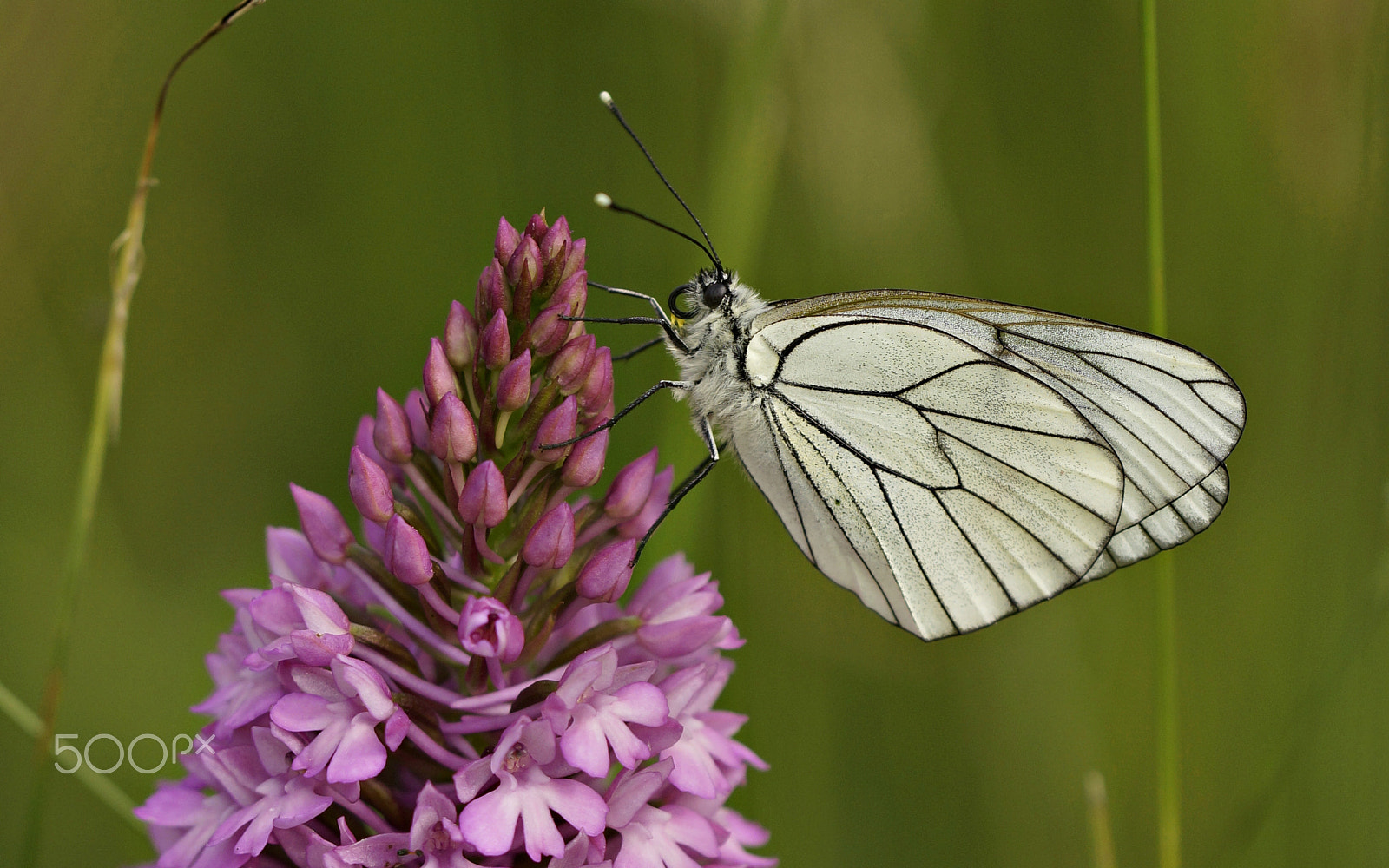 90mm F2.8 Macro SSM sample photo. Black-veinend white photography