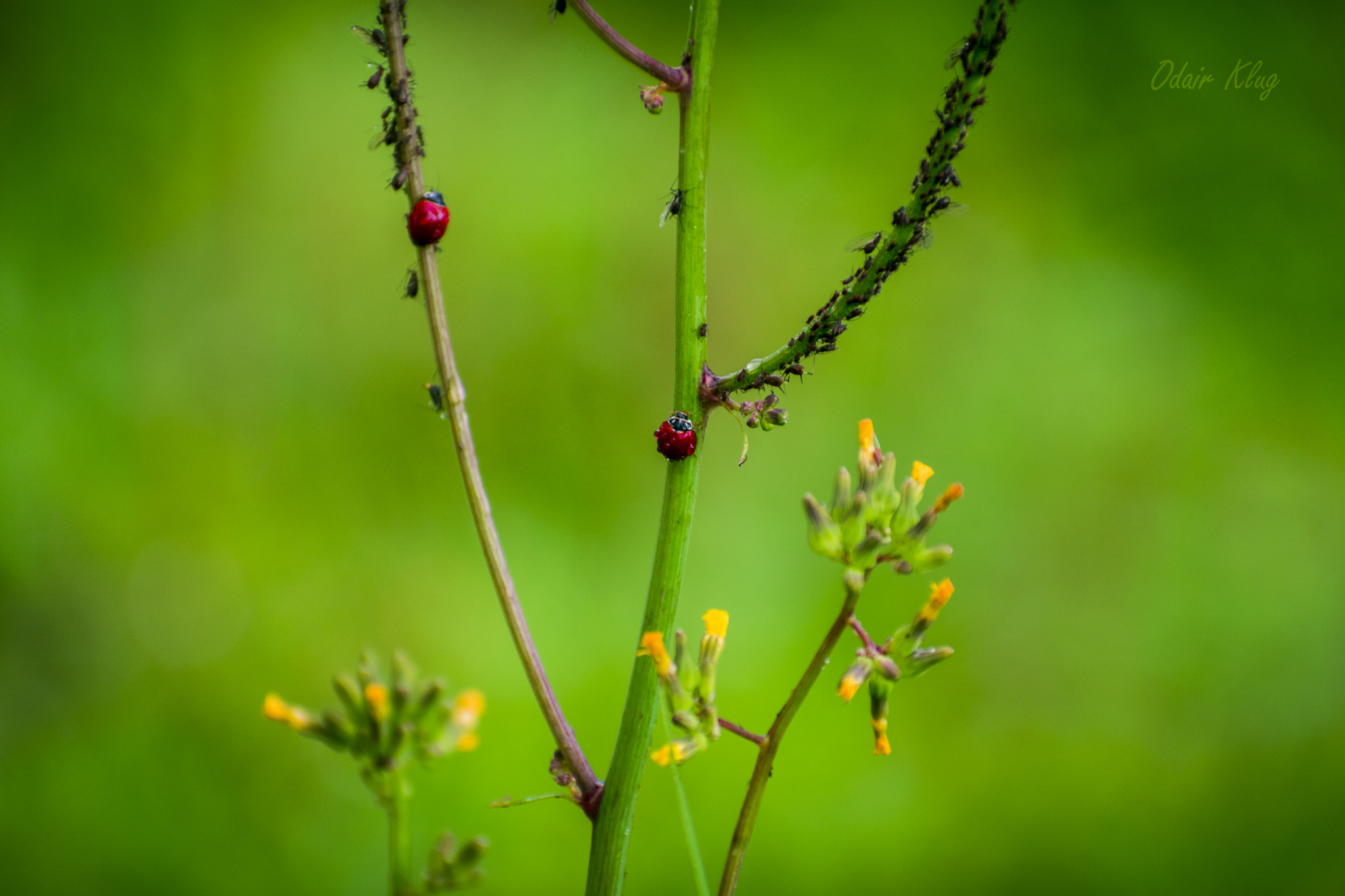 Nikon D5300 + Sigma 70-300mm F4-5.6 DG OS sample photo. Arte photography