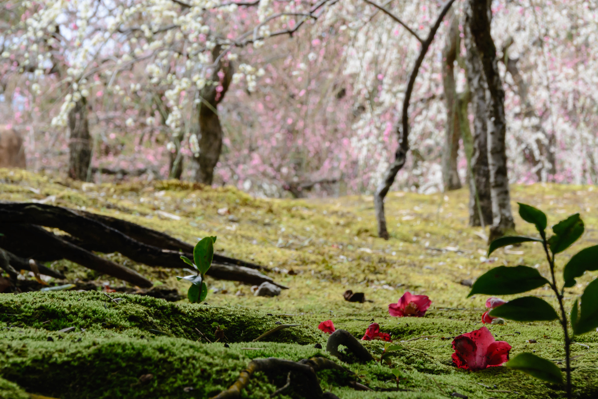 Sigma 18-200mm F3.5-6.3 II DC OS HSM sample photo. 城南宮 photography