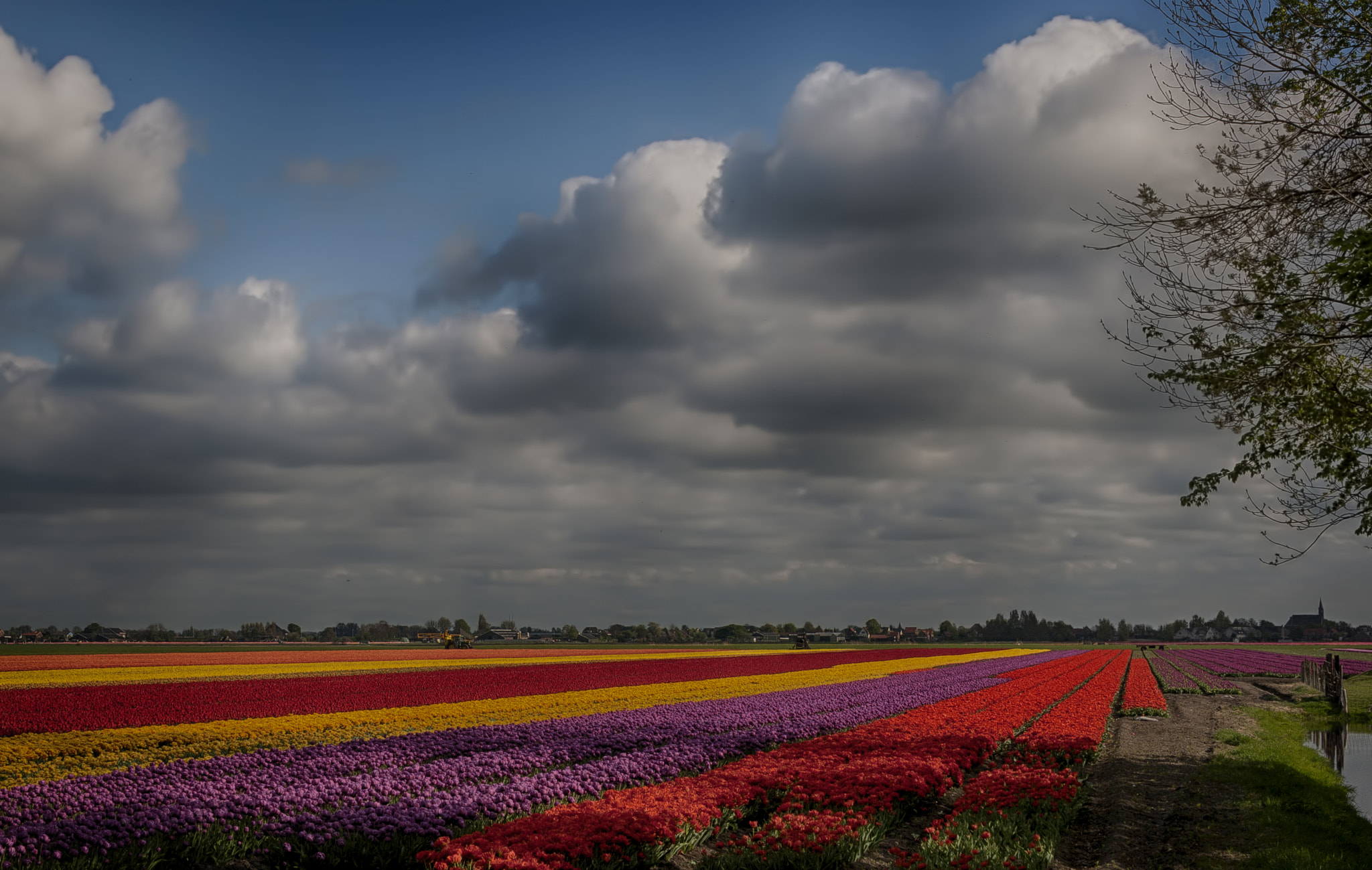 Sigma 18-250mm F3.5-6.3 DC OS HSM sample photo. Within a month i bring you new tulips ;-) photography