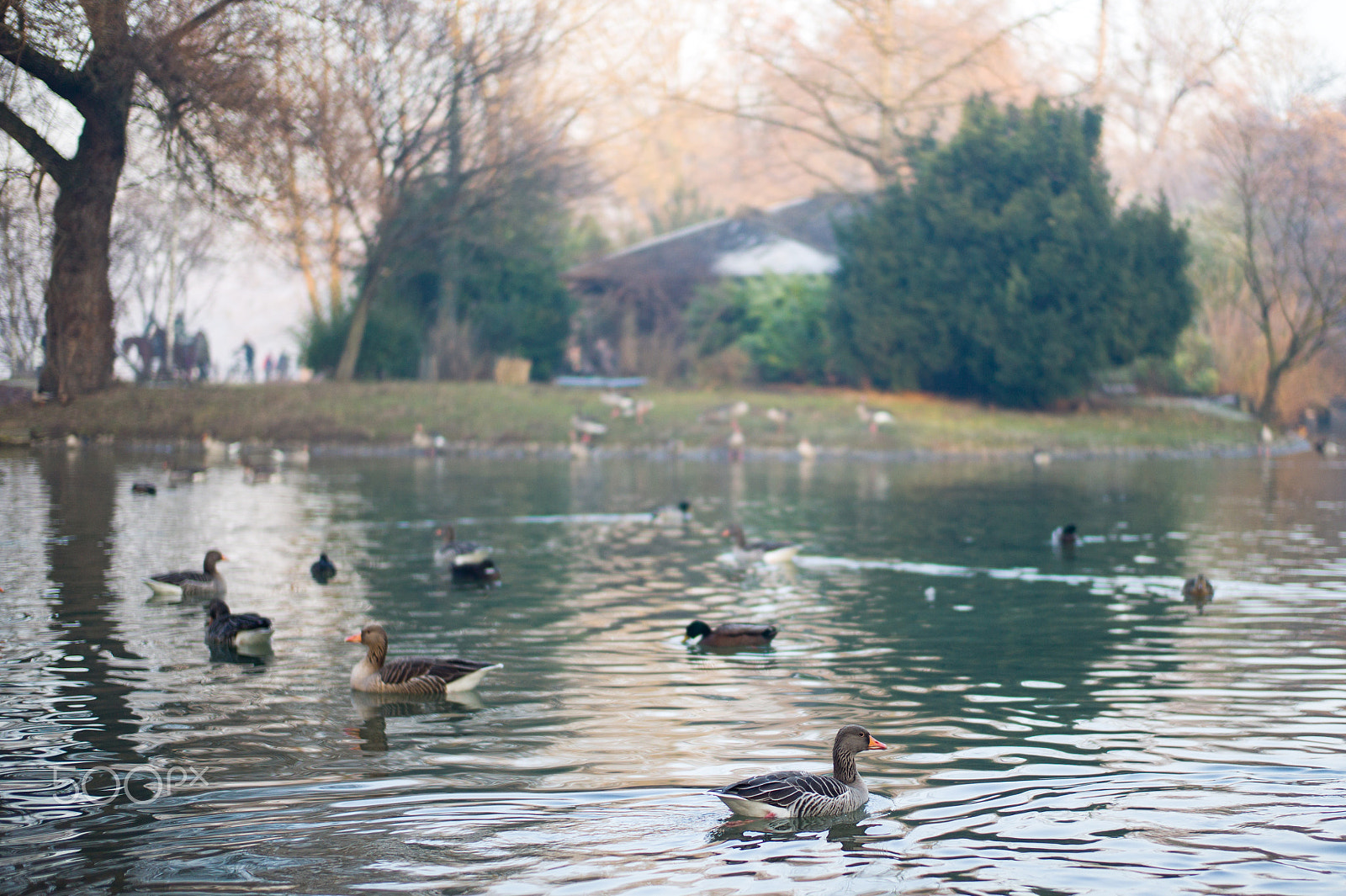 Leica M9 + Leica Summilux-M 50mm F1.4 ASPH sample photo. Duck lake photography