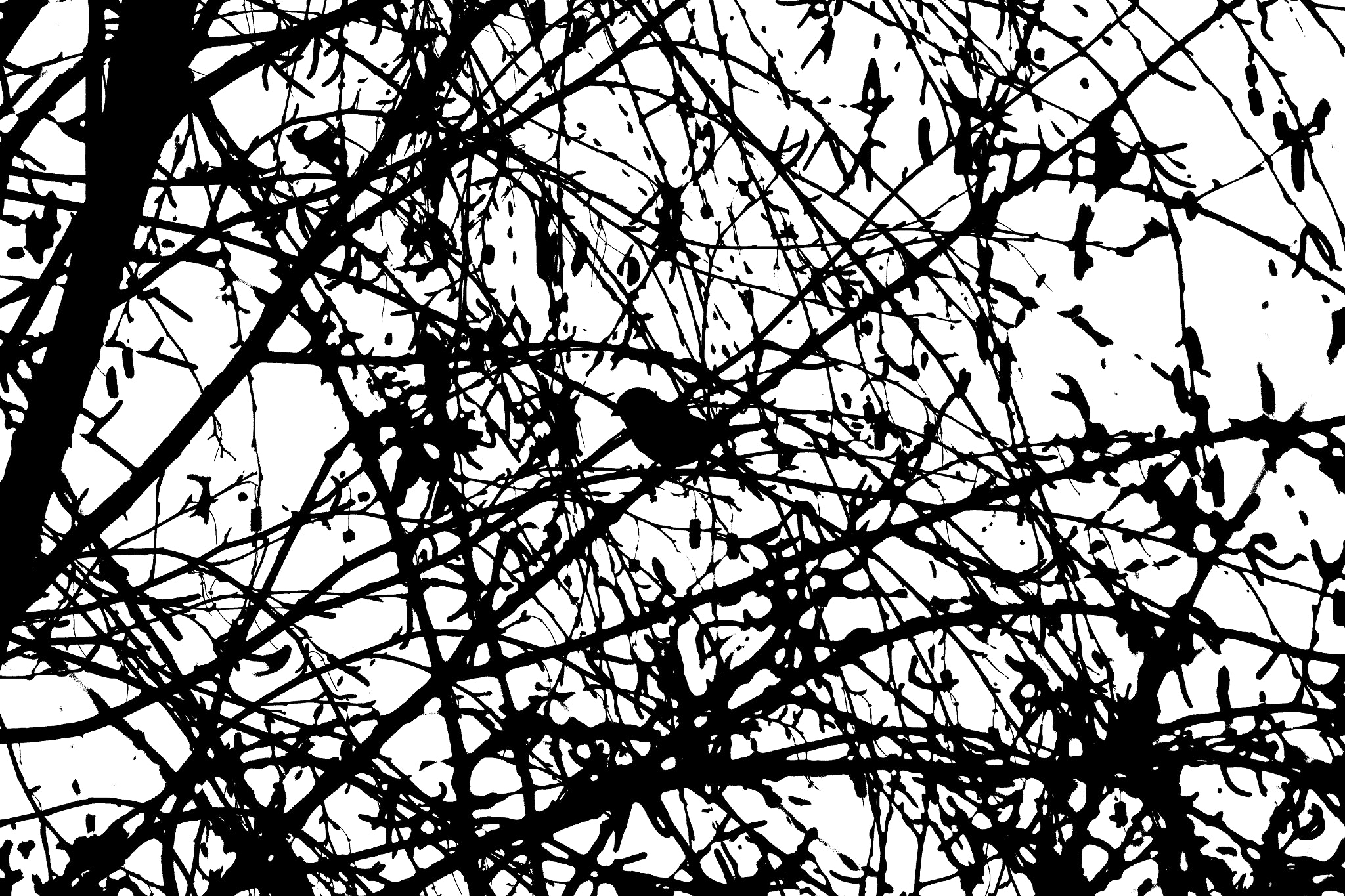 Canon EOS 1300D (EOS Rebel T6 / EOS Kiss X80) + EF75-300mm f/4-5.6 sample photo. Black and white photography