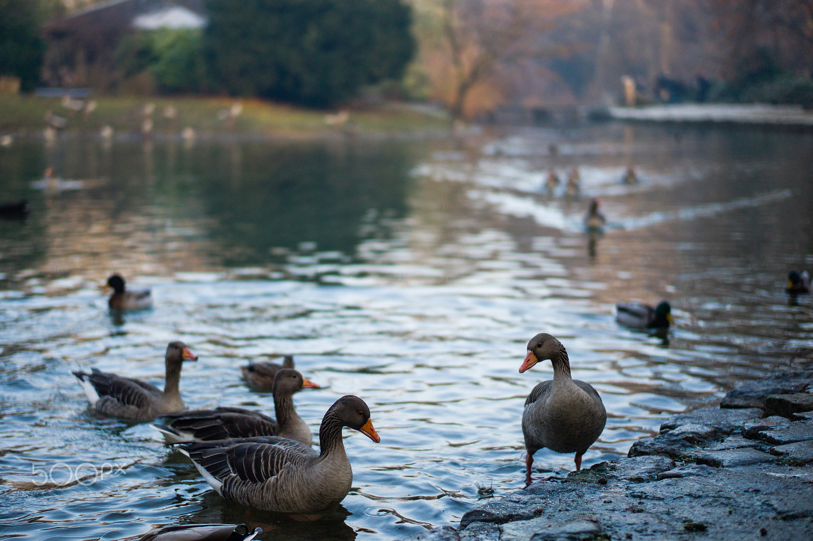 Leica M9 + Leica Summilux-M 50mm F1.4 ASPH sample photo. Ducks photography