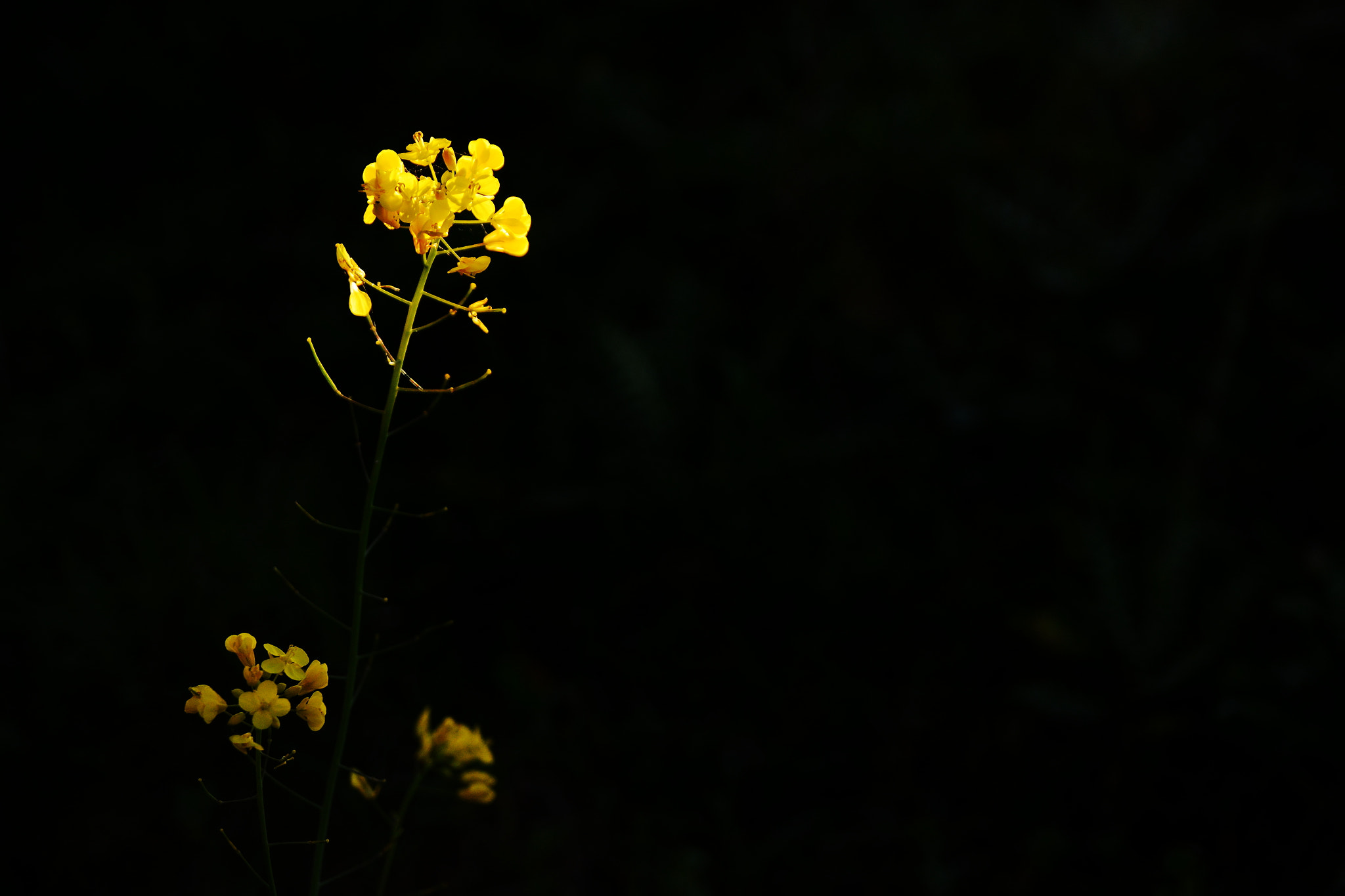 Nikon D7100 sample photo. Yellow and black photography