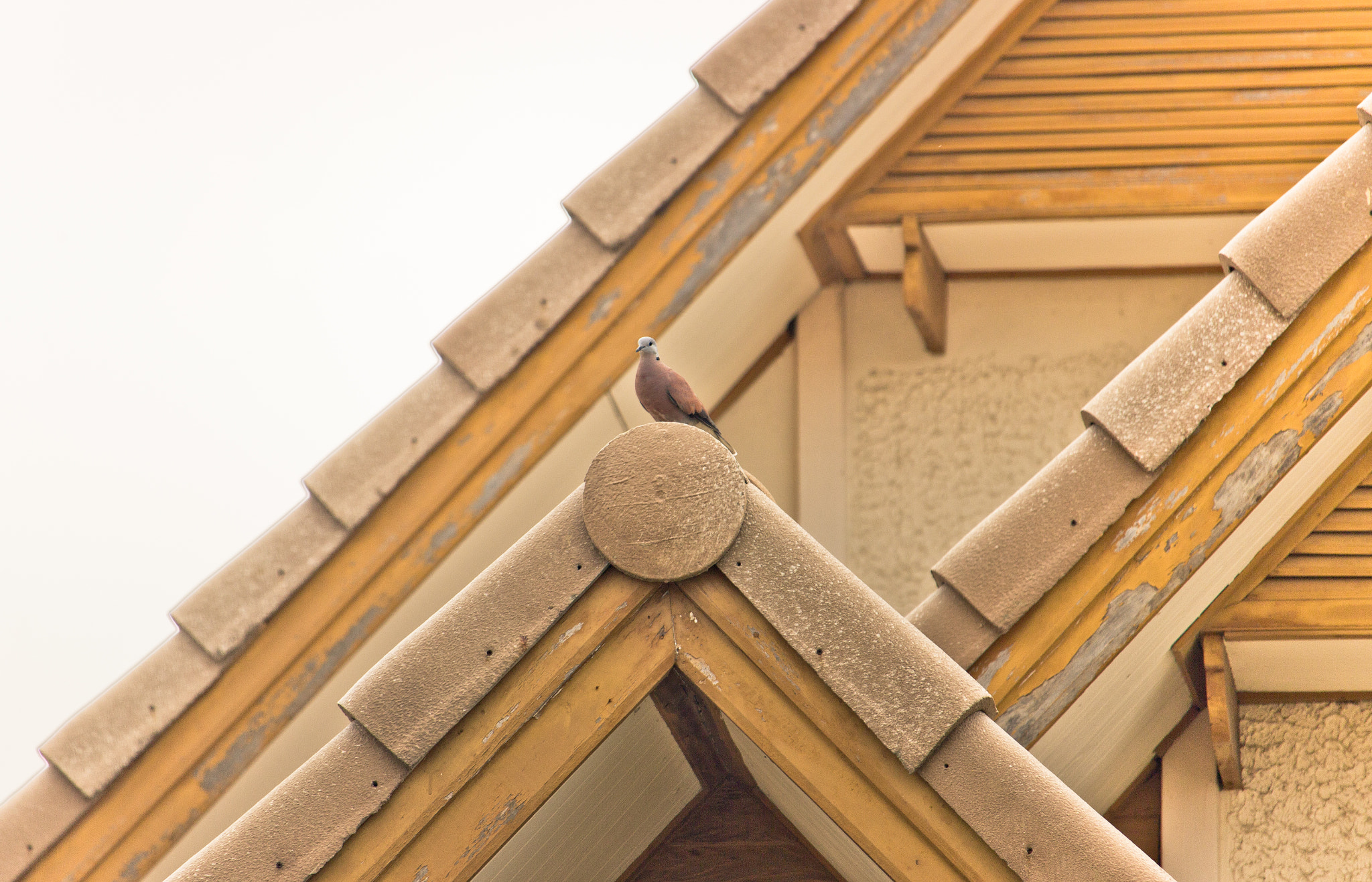 Canon EF-S 55-250mm F4-5.6 IS STM sample photo. A dove in the top of roof photography