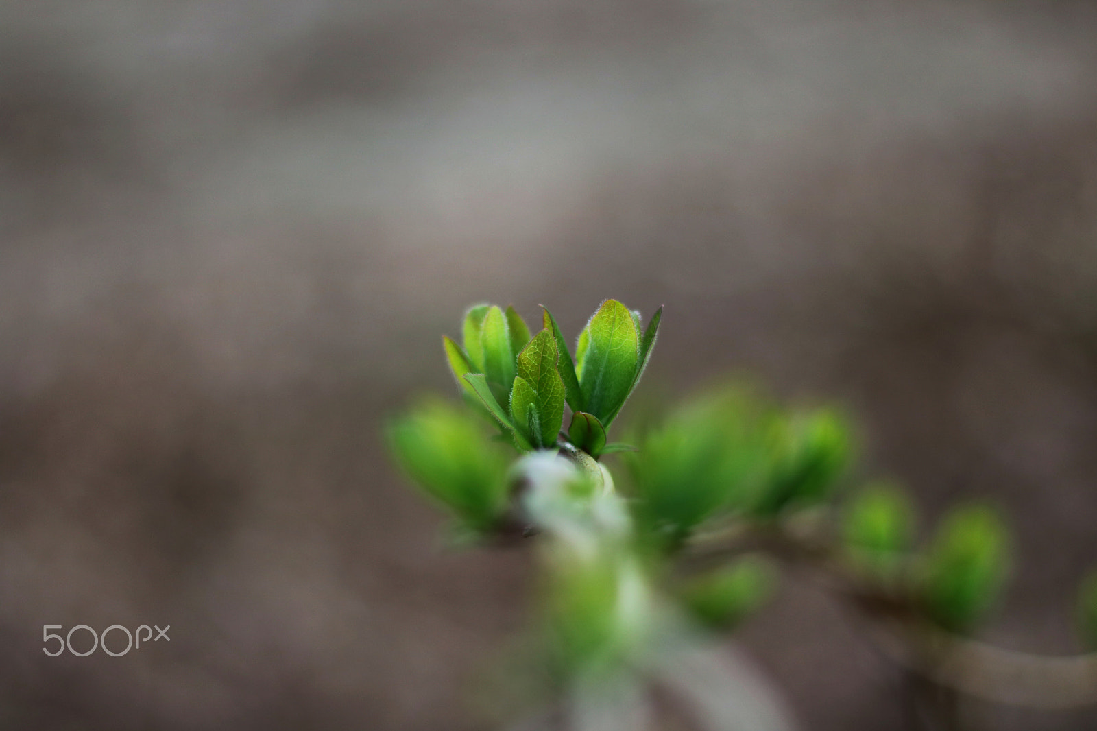 Canon EOS 750D (EOS Rebel T6i / EOS Kiss X8i) + Canon EF 50mm F1.8 II sample photo. First green of the year part ii photography