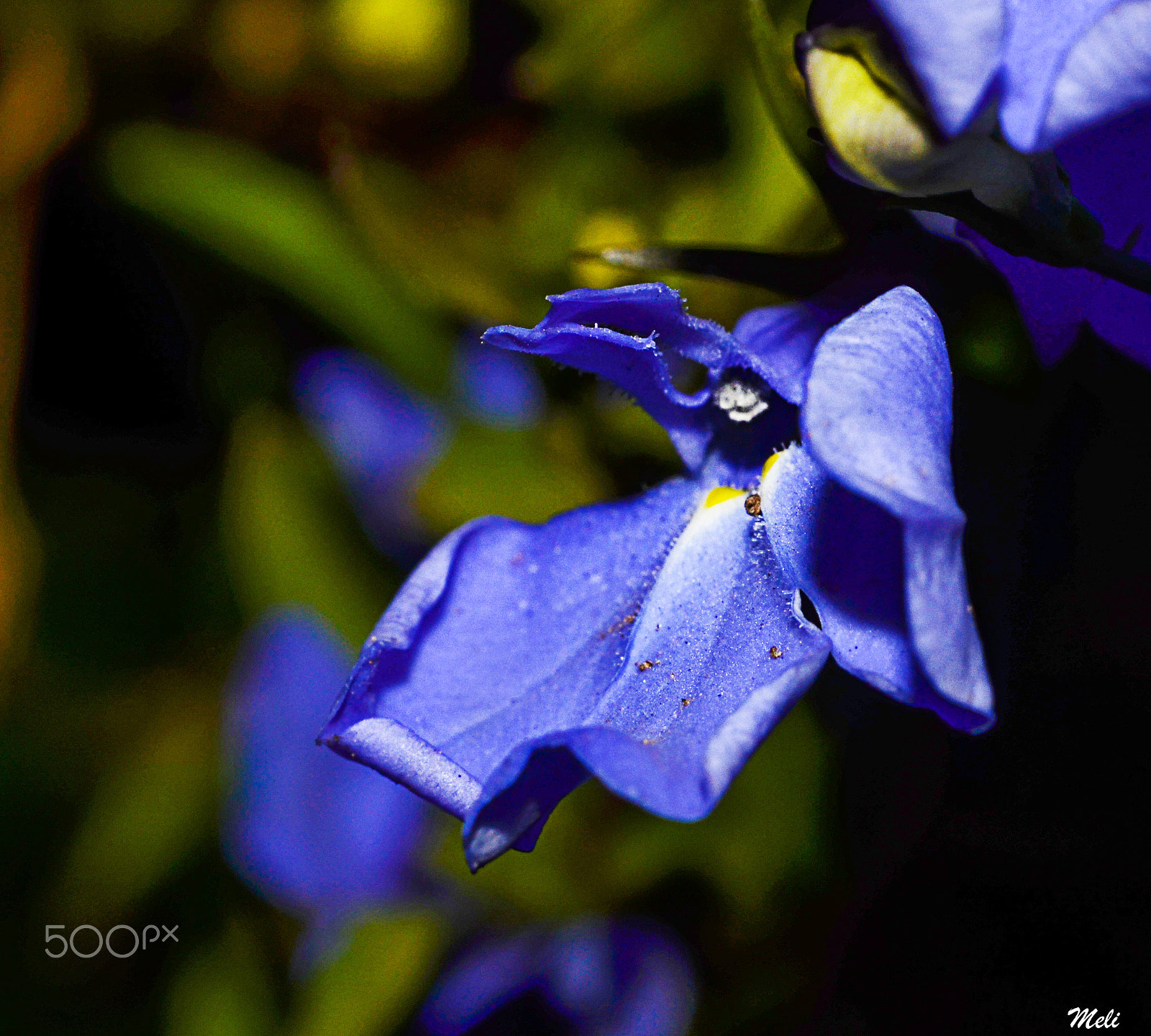 Nikon D5100 + Nikon AF Nikkor 50mm F1.8D sample photo. Flor de invierno photography