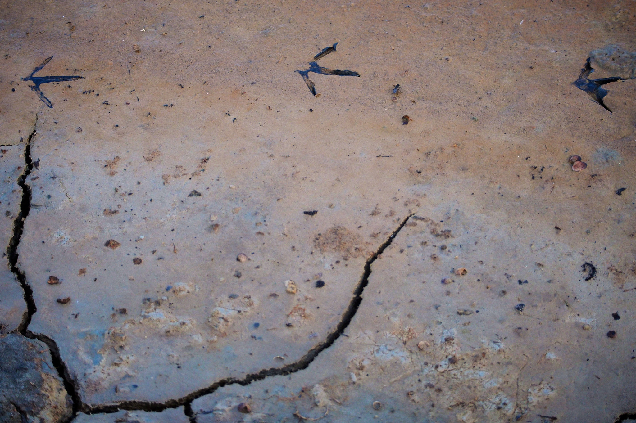 Olympus OM-D E-M5 sample photo. Waterbird footprints photography