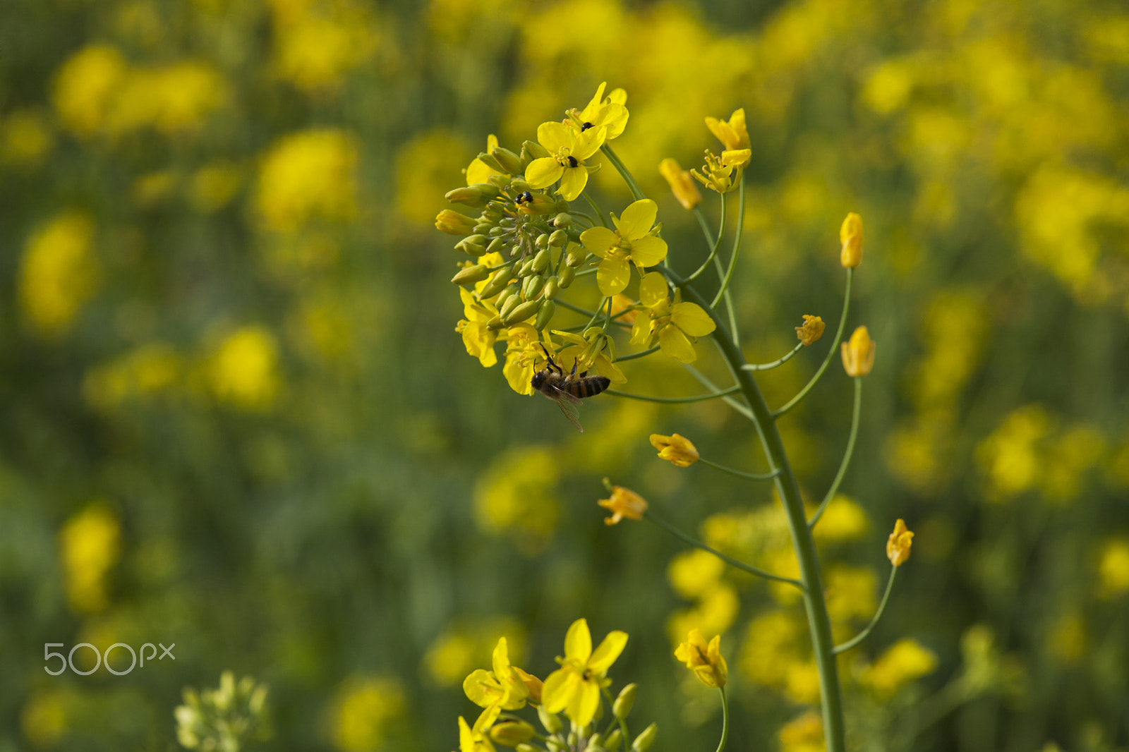 Sigma 105mm F2.8 EX DG Macro sample photo. Yellow photography