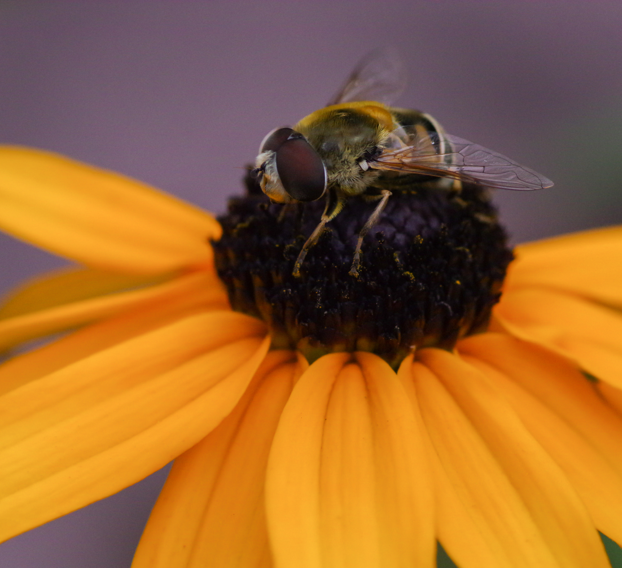 Pentax K-3 + Pentax smc D-FA 100mm F2.8 Macro WR sample photo. Posing for the camera photography