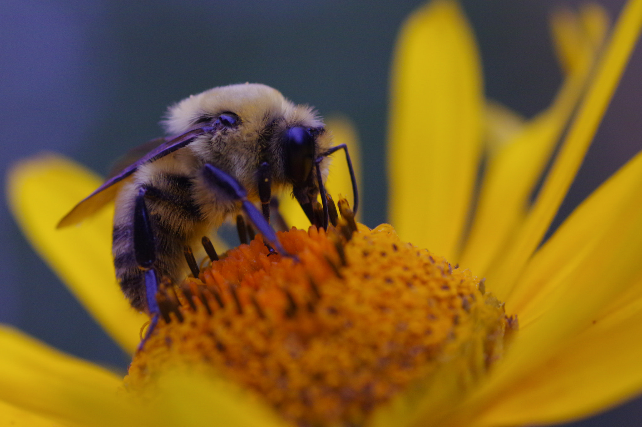 Pentax K-3 sample photo. Honey in progress photography