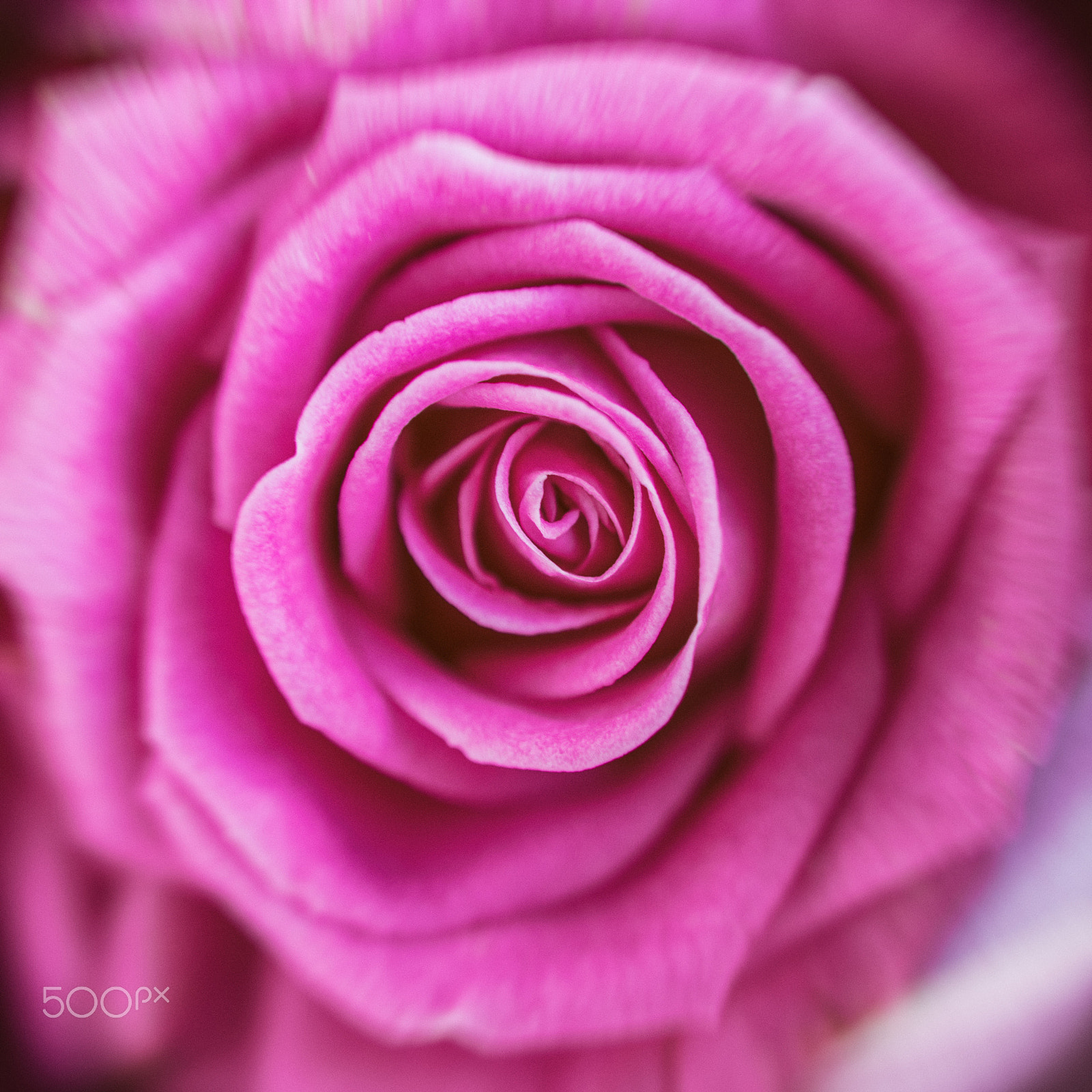 Nikon AF-S DX Micro Nikkor 40mm F2.8 sample photo. Tribute... photography