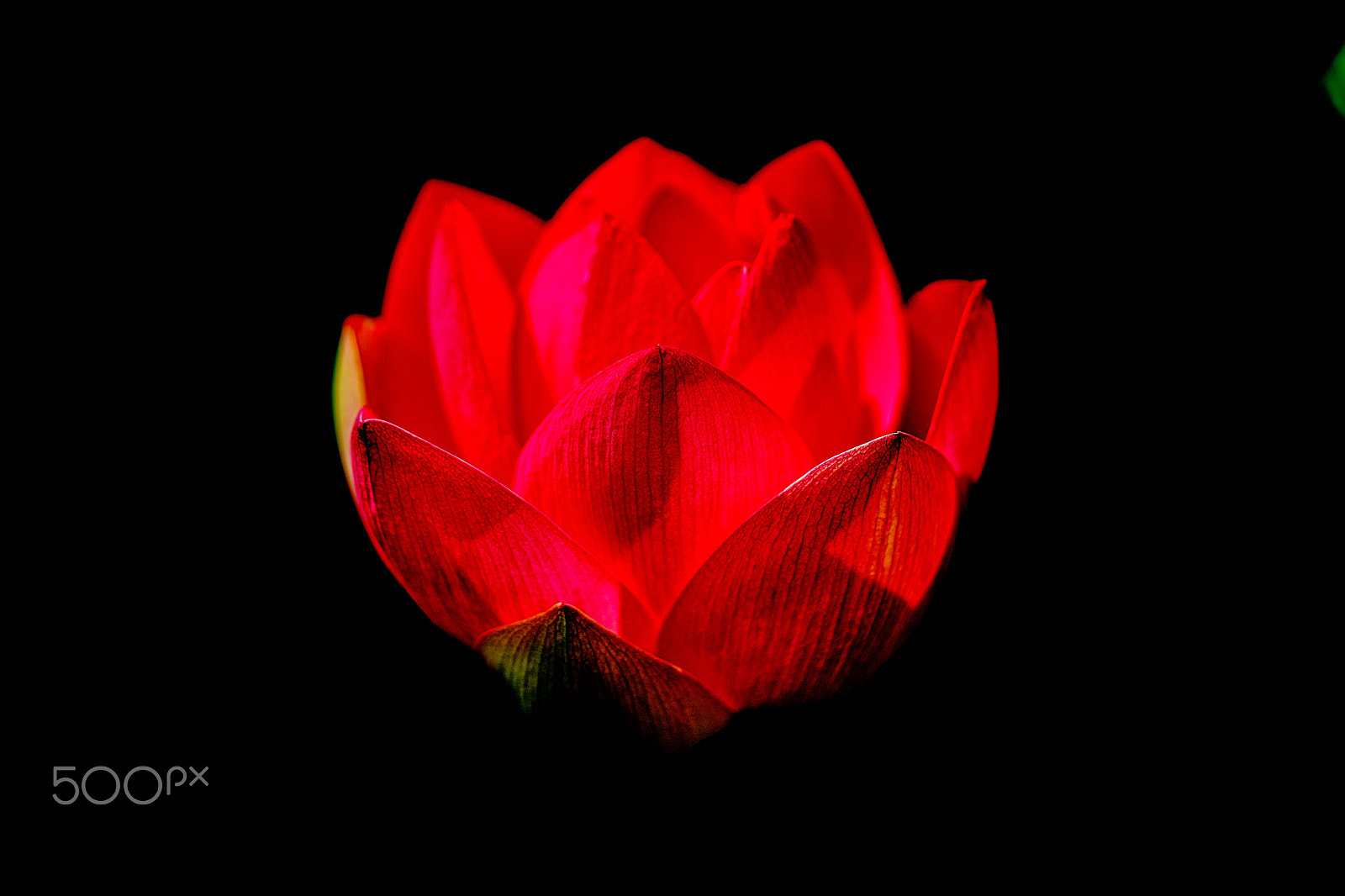 Sony a7 II + Sony FE 90mm F2.8 Macro G OSS sample photo. Enlightened darkly photography
