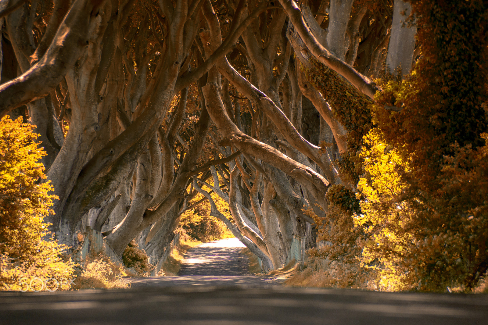 Sony SLT-A65 (SLT-A65V) sample photo. The dark hedges photography