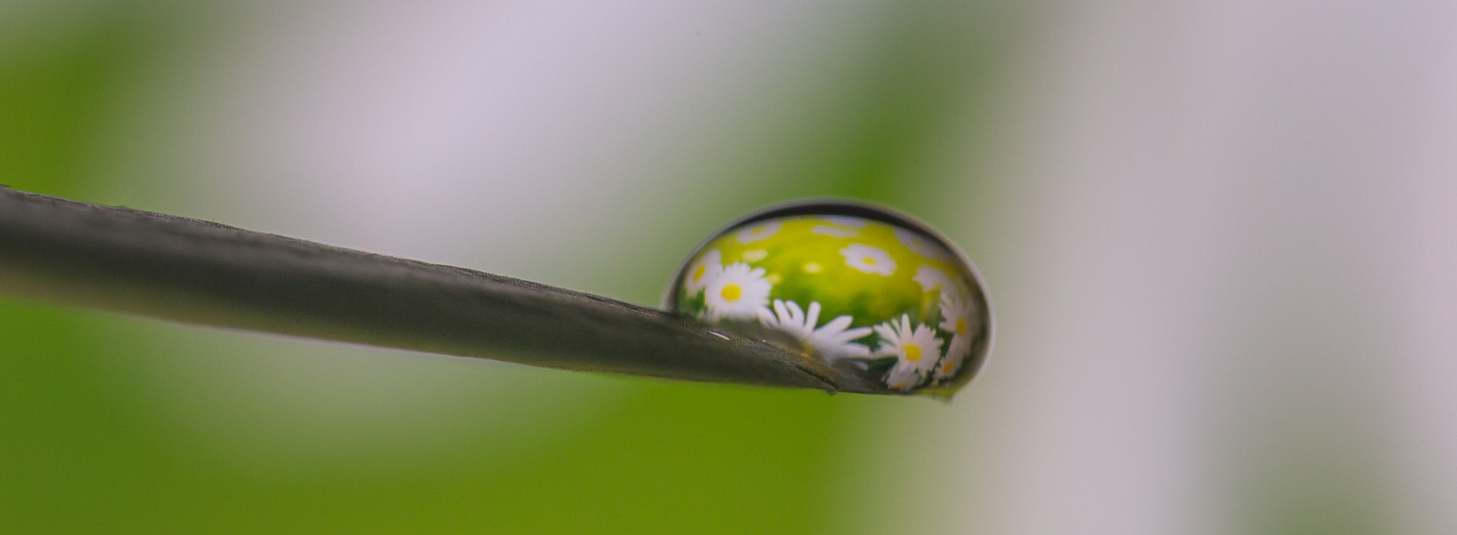 Sigma APO Macro 150mm f/2.8 EX DG HSM sample photo. The drop photography