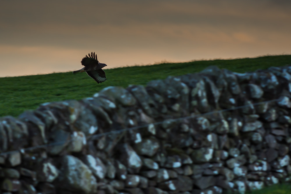 Nikon D7200 sample photo. Buzzard at dusk. photography