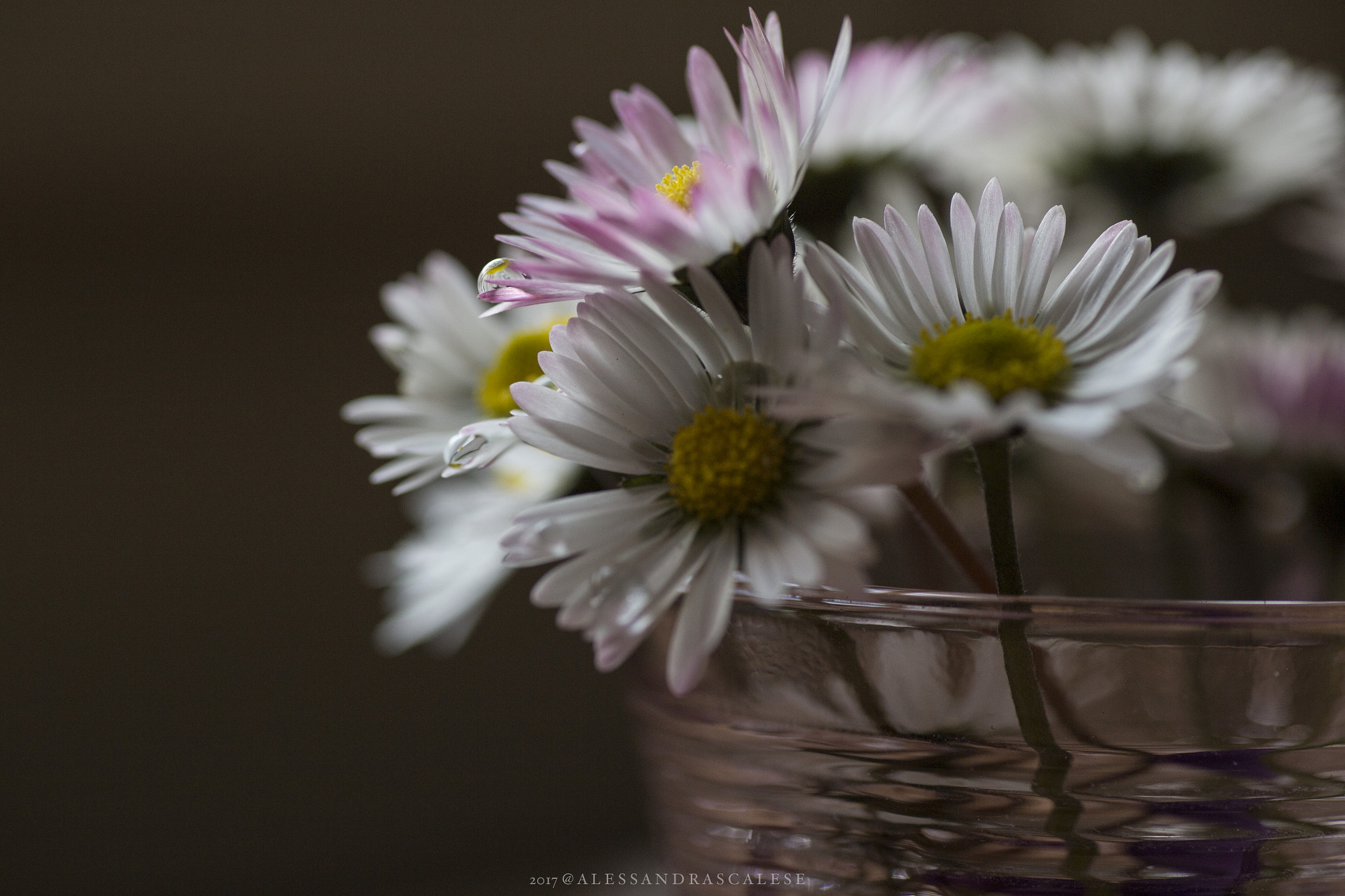 Tamron SP AF 90mm F2.8 Di Macro sample photo. Drop photography