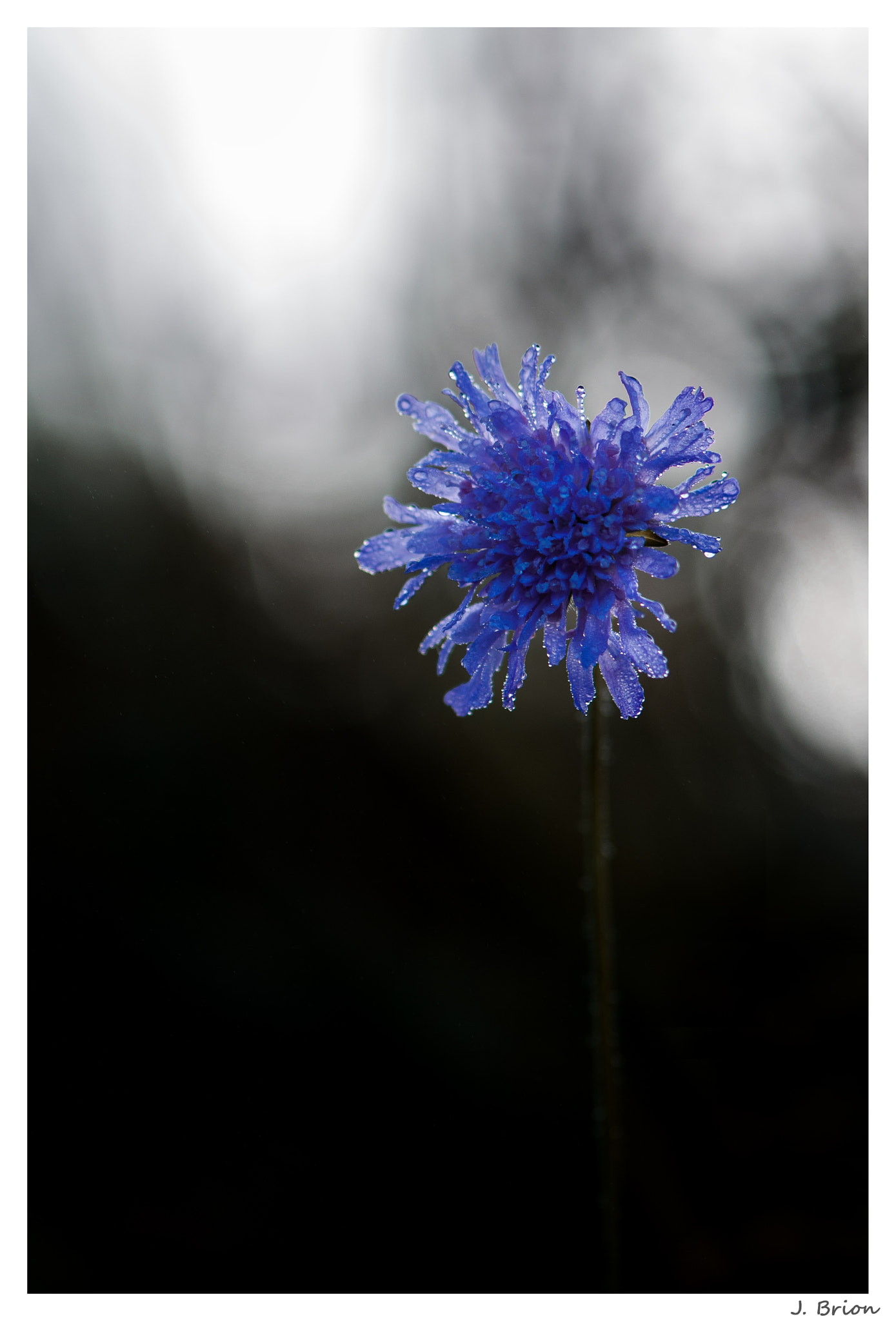 Nikon AF-S Micro-Nikkor 105mm F2.8G IF-ED VR sample photo. Simplicité ... photography