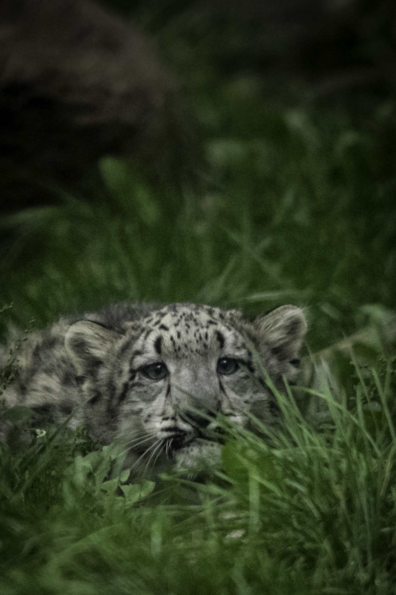 Nikon D3S + Sigma 150-500mm F5-6.3 DG OS HSM sample photo. About to pounce... photography