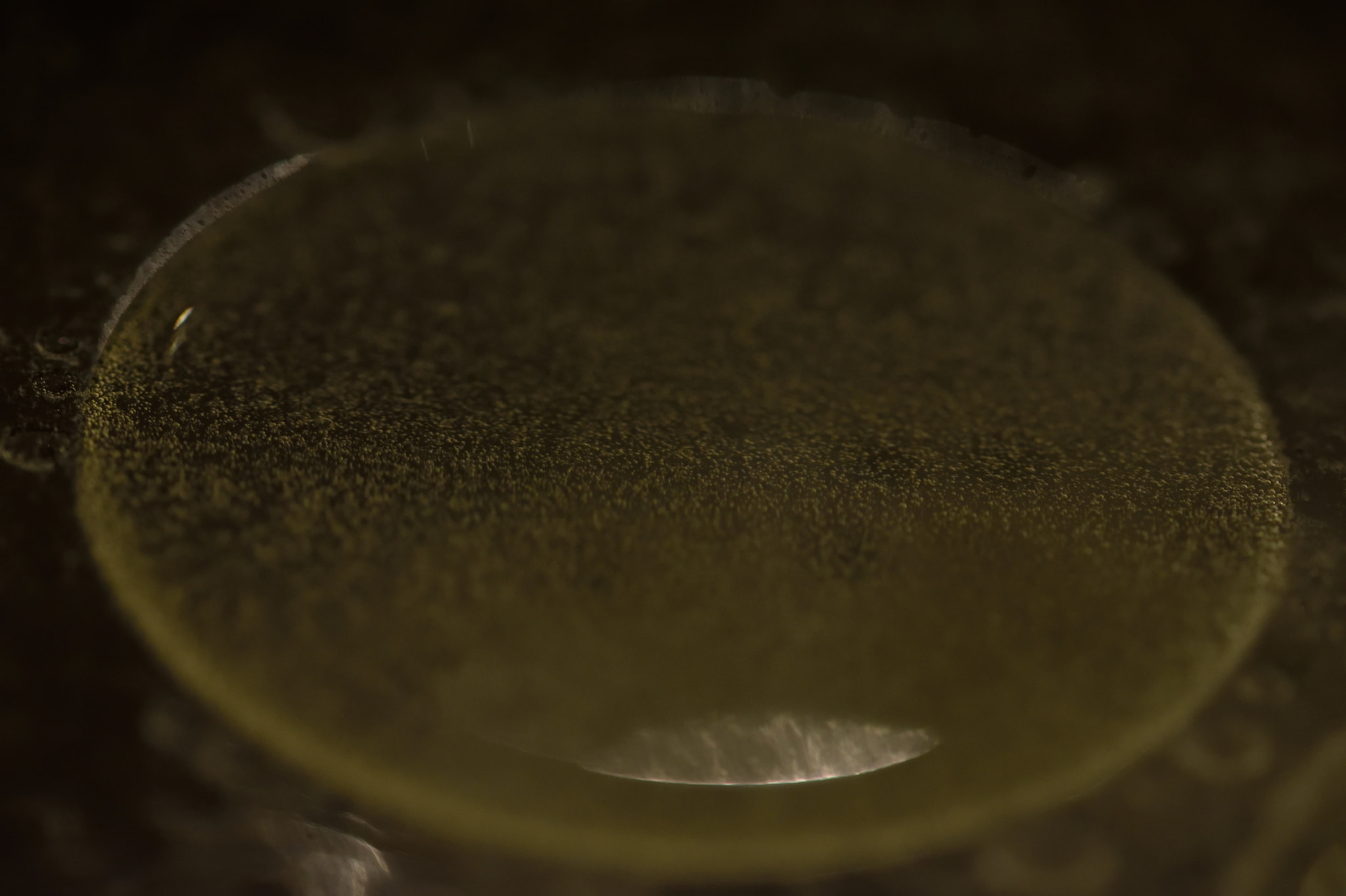 Sigma 105mm F2.8 EX DG OS HSM sample photo. Oil photography