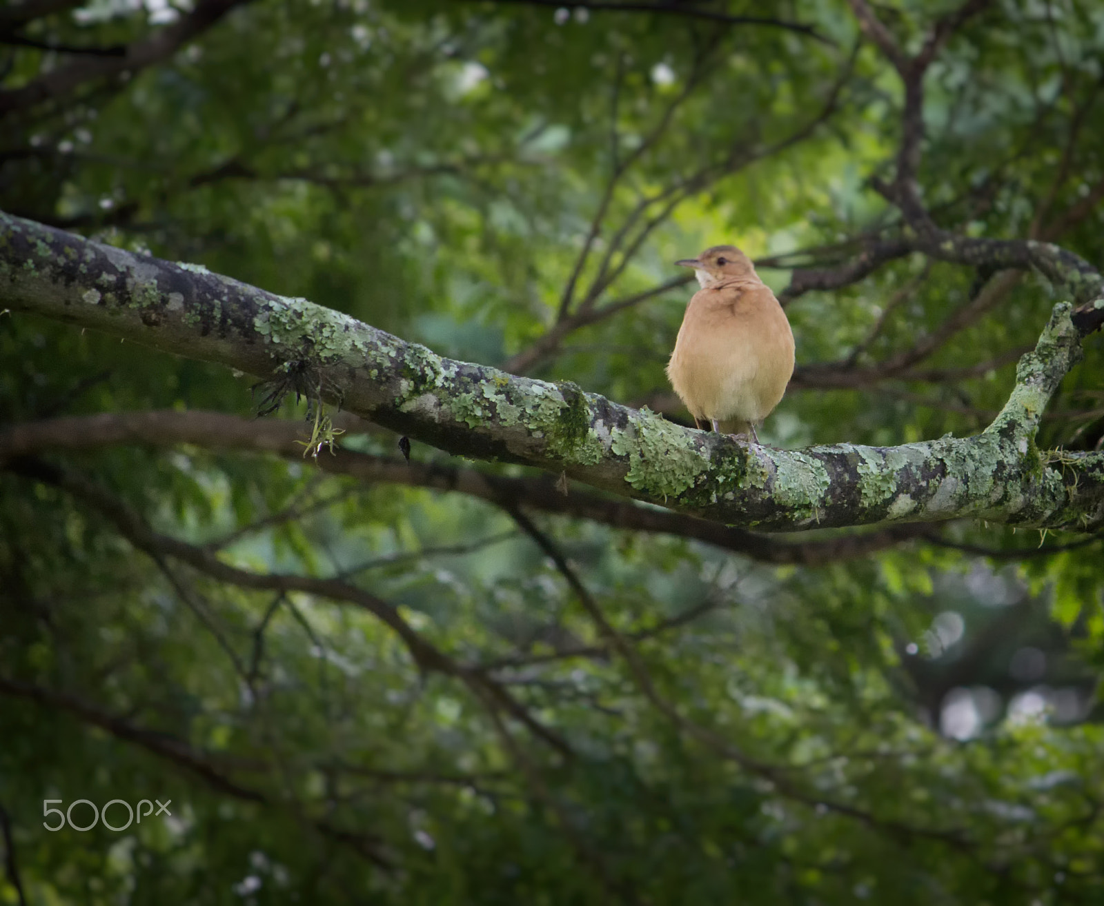 Canon EF-S 55-250mm F4-5.6 IS II sample photo. Bird photography