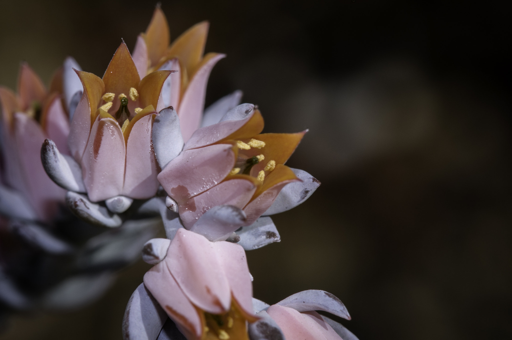 Nikon D300 sample photo. Desert bloom photography
