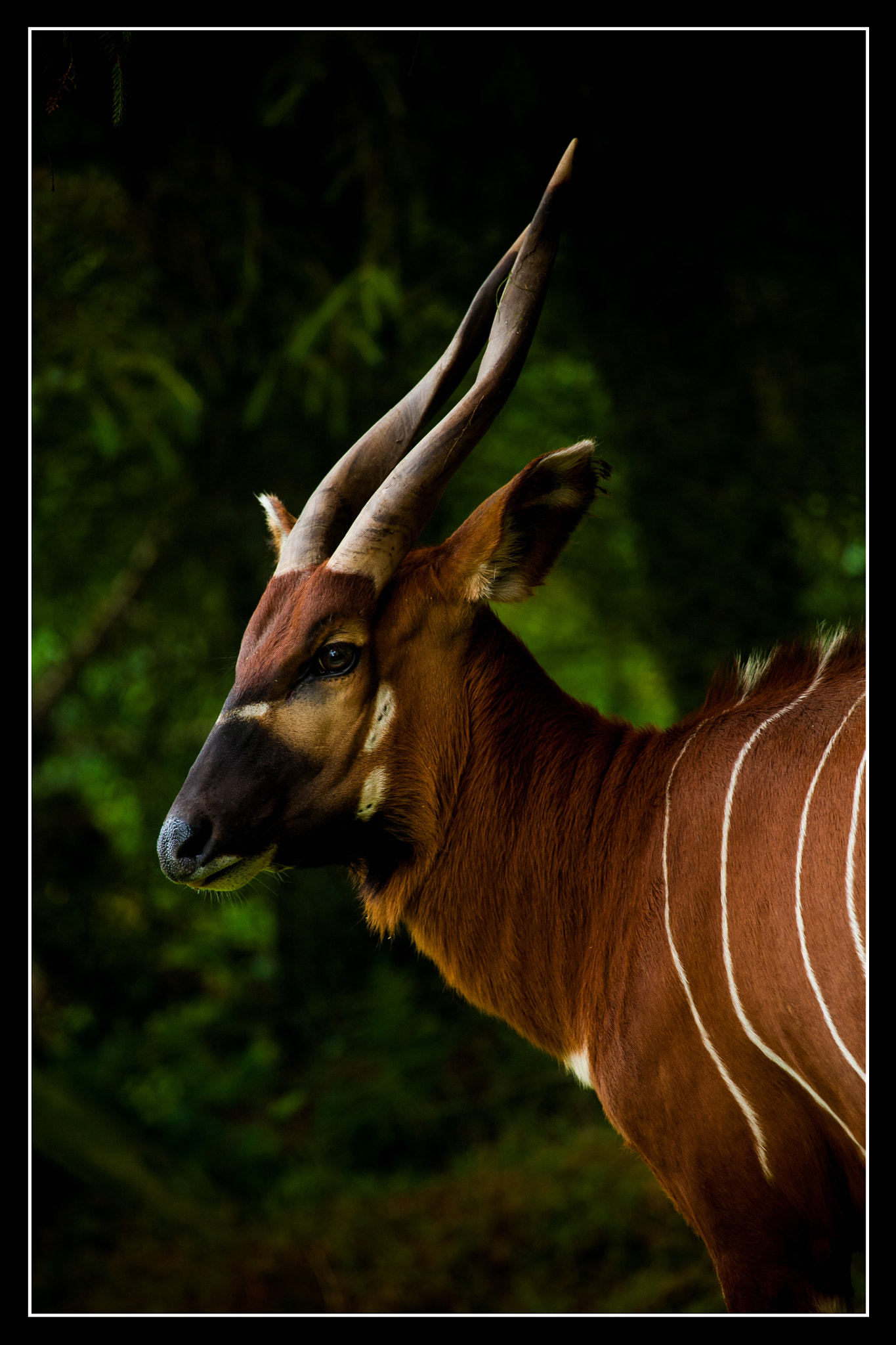 Canon EOS 5D sample photo. A beautiful animal photography