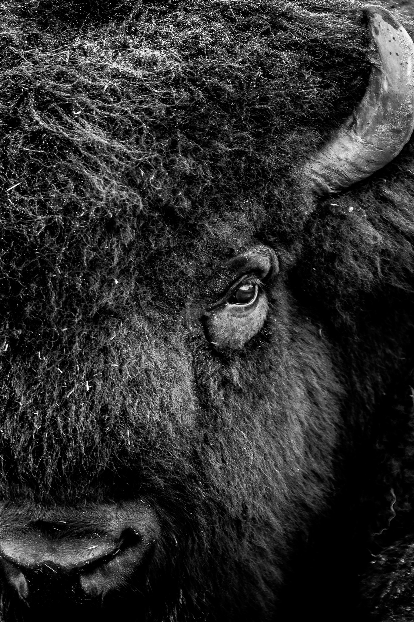 Canon EF 100-400mm F4.5-5.6L IS USM sample photo. Bison photography