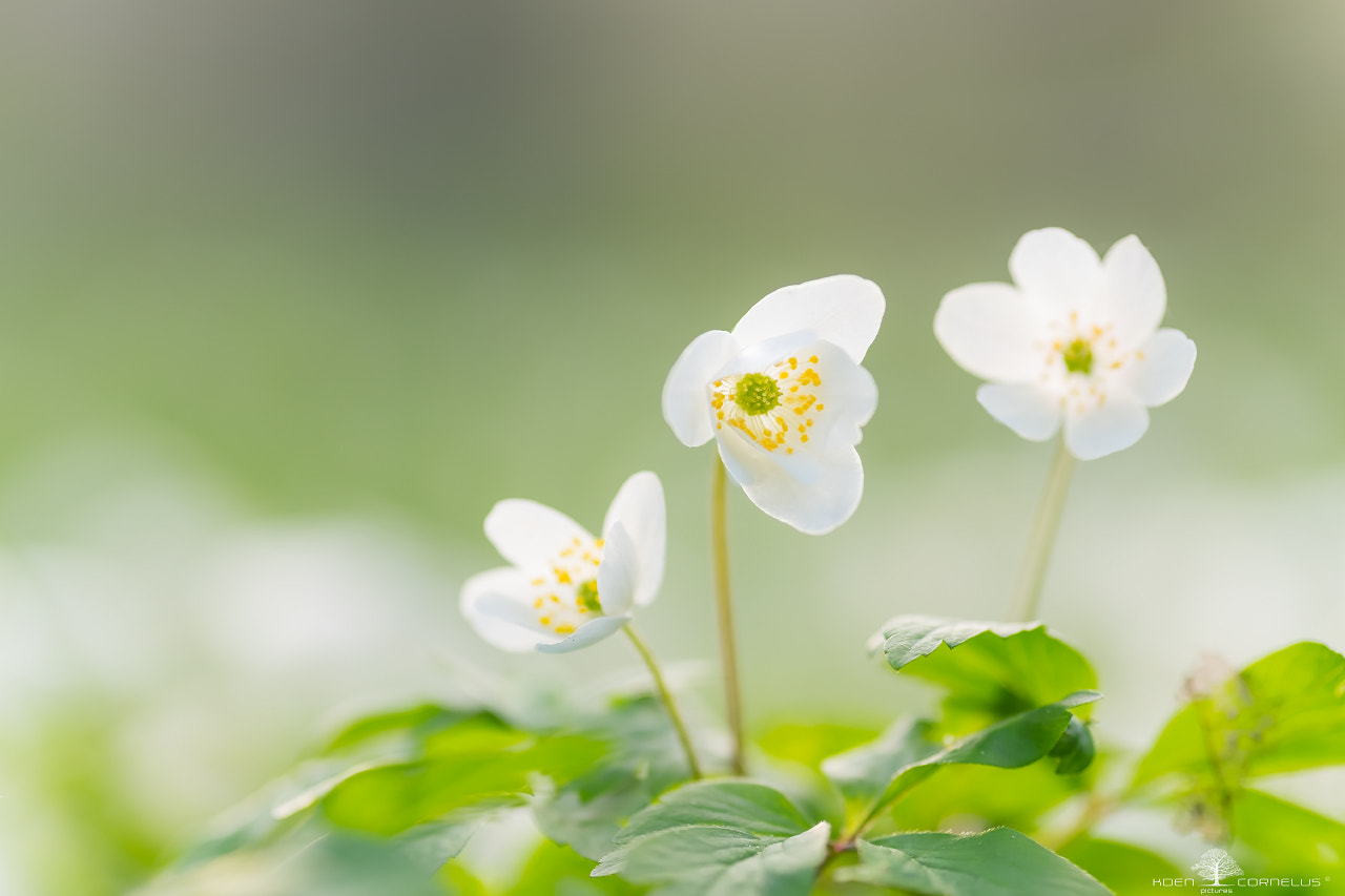 Fujifilm X-T1 + Fujifilm XF 90mm F2 R LM WR sample photo. Anemone nemorosa photography