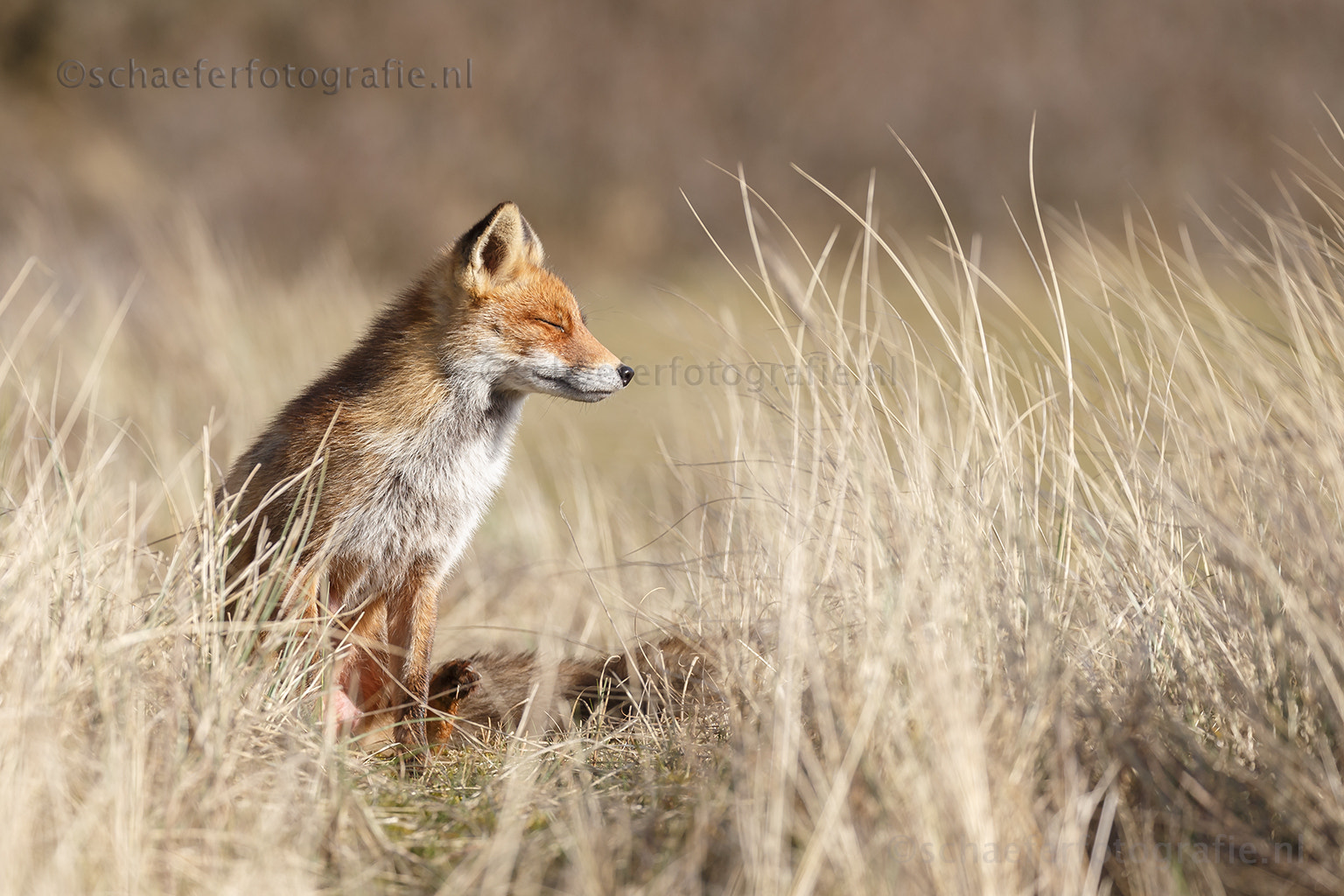 Canon EOS-1D X sample photo. Enjoying spring sunlight photography