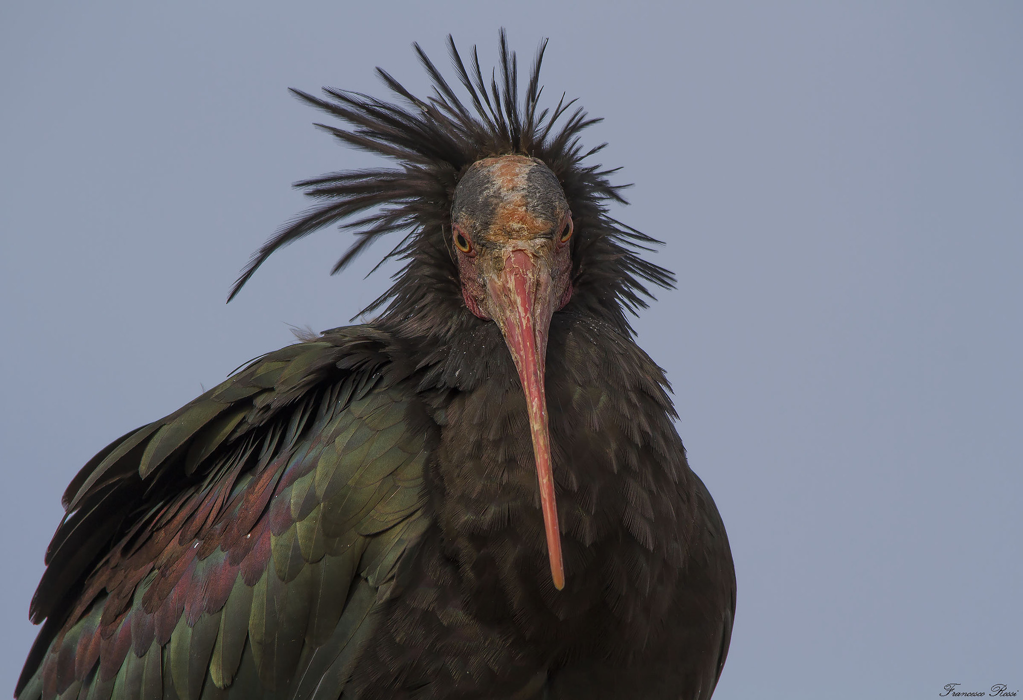 Sigma 150-500mm F5-6.3 DG OS HSM sample photo. Northern bald ibis, ibis eremita  photography